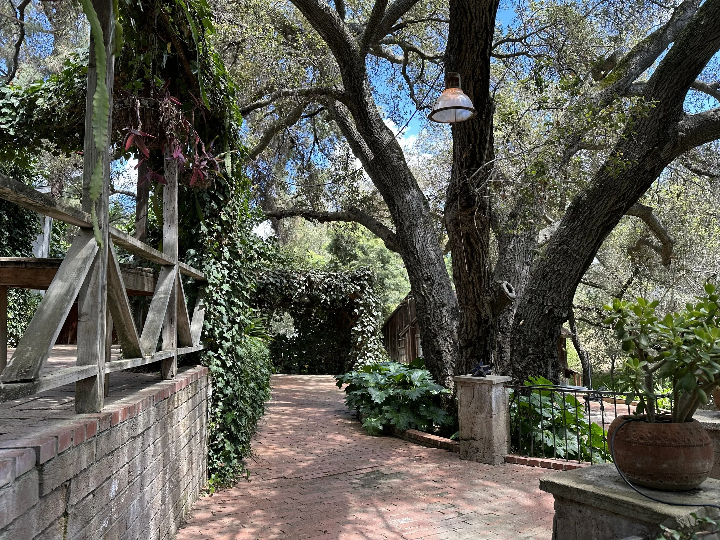 A brick patio with a large tree in a lush backyard, surrounded by greenery, vines, and potted plants, with a wooden platform on the left and a decorative rock on the right.