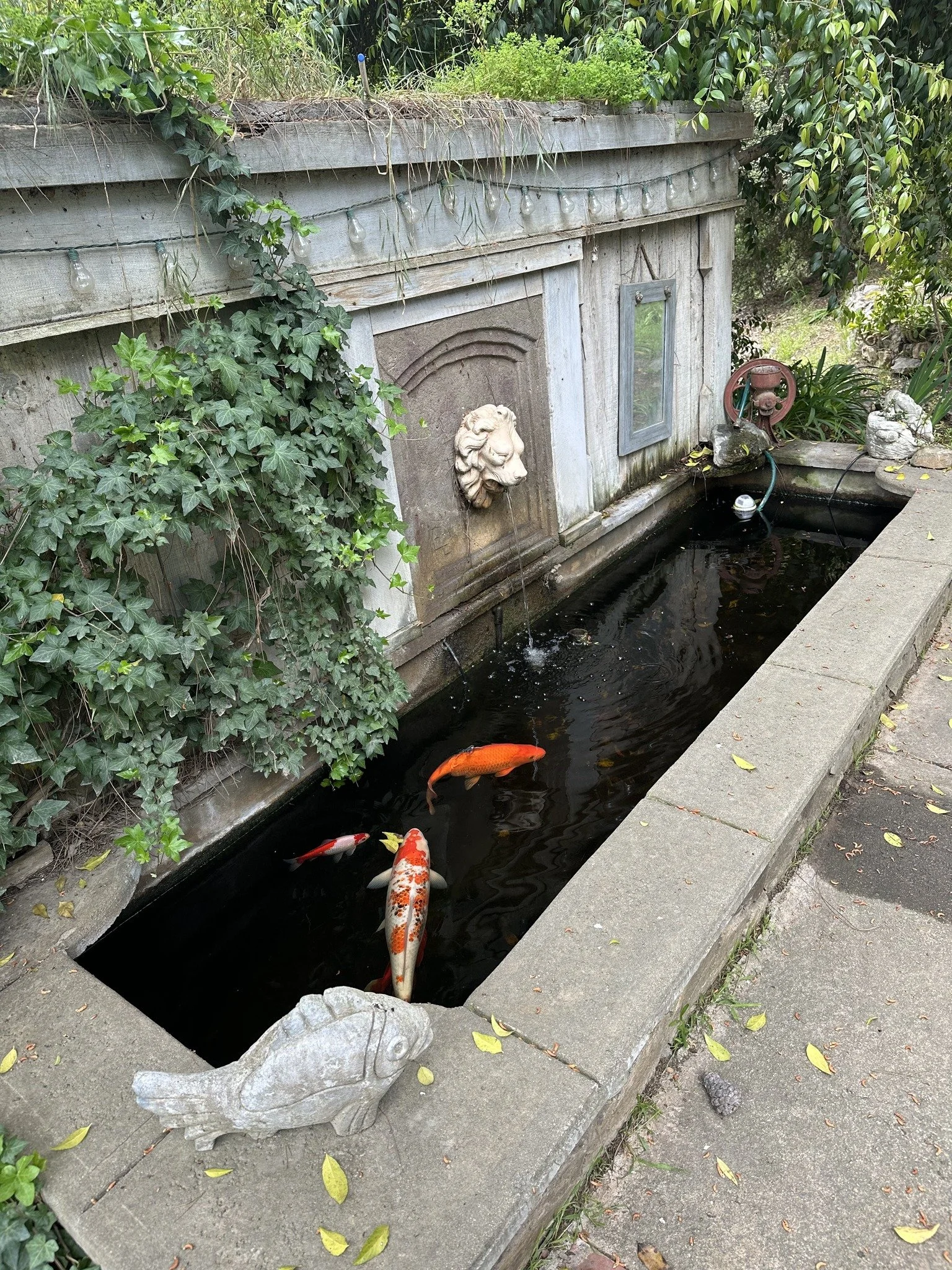 Koi Pond