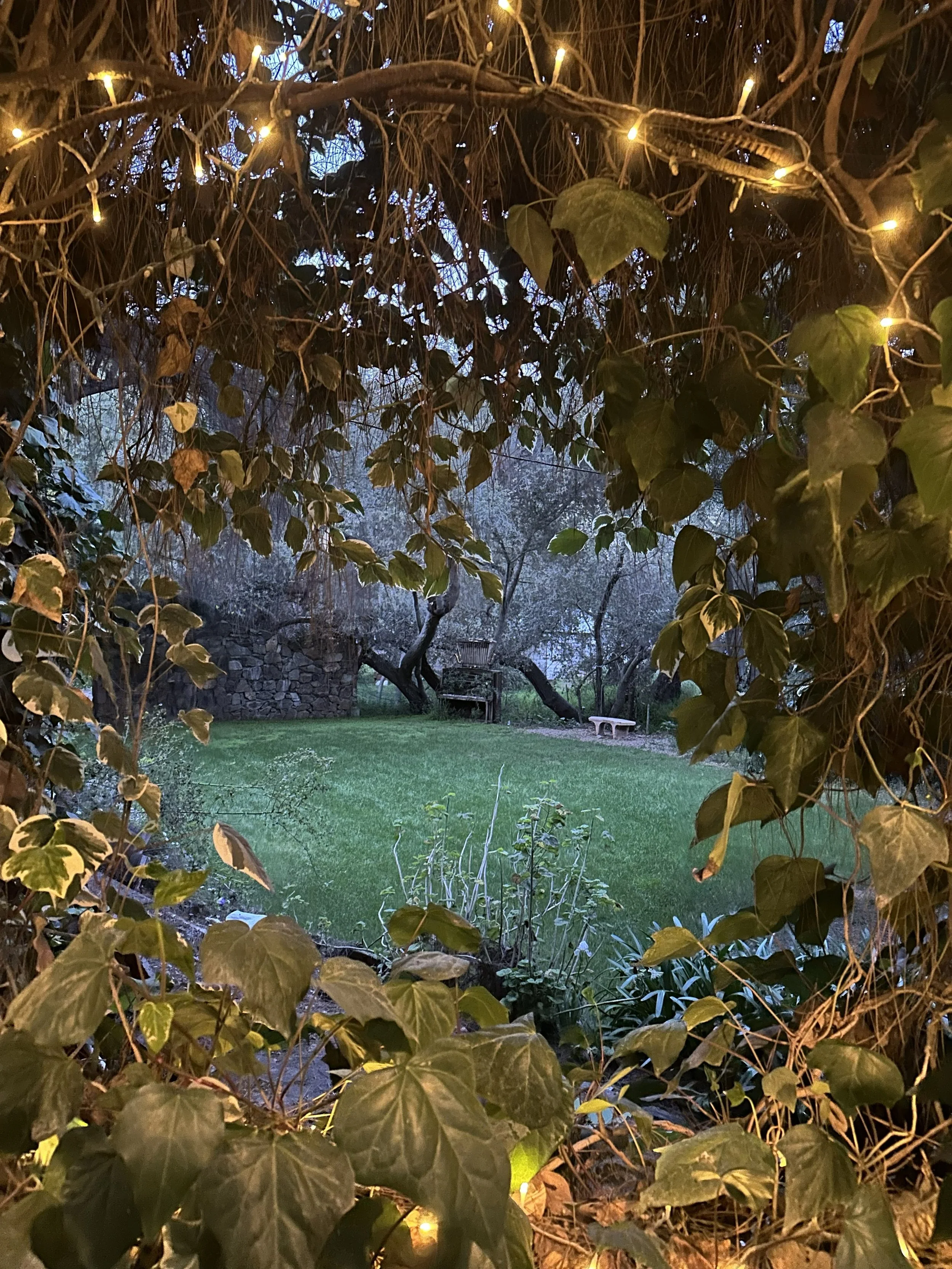 Nighttime garden scene viewed through ivy and vine-covered archway with string lights, a bench, and trees in the background.