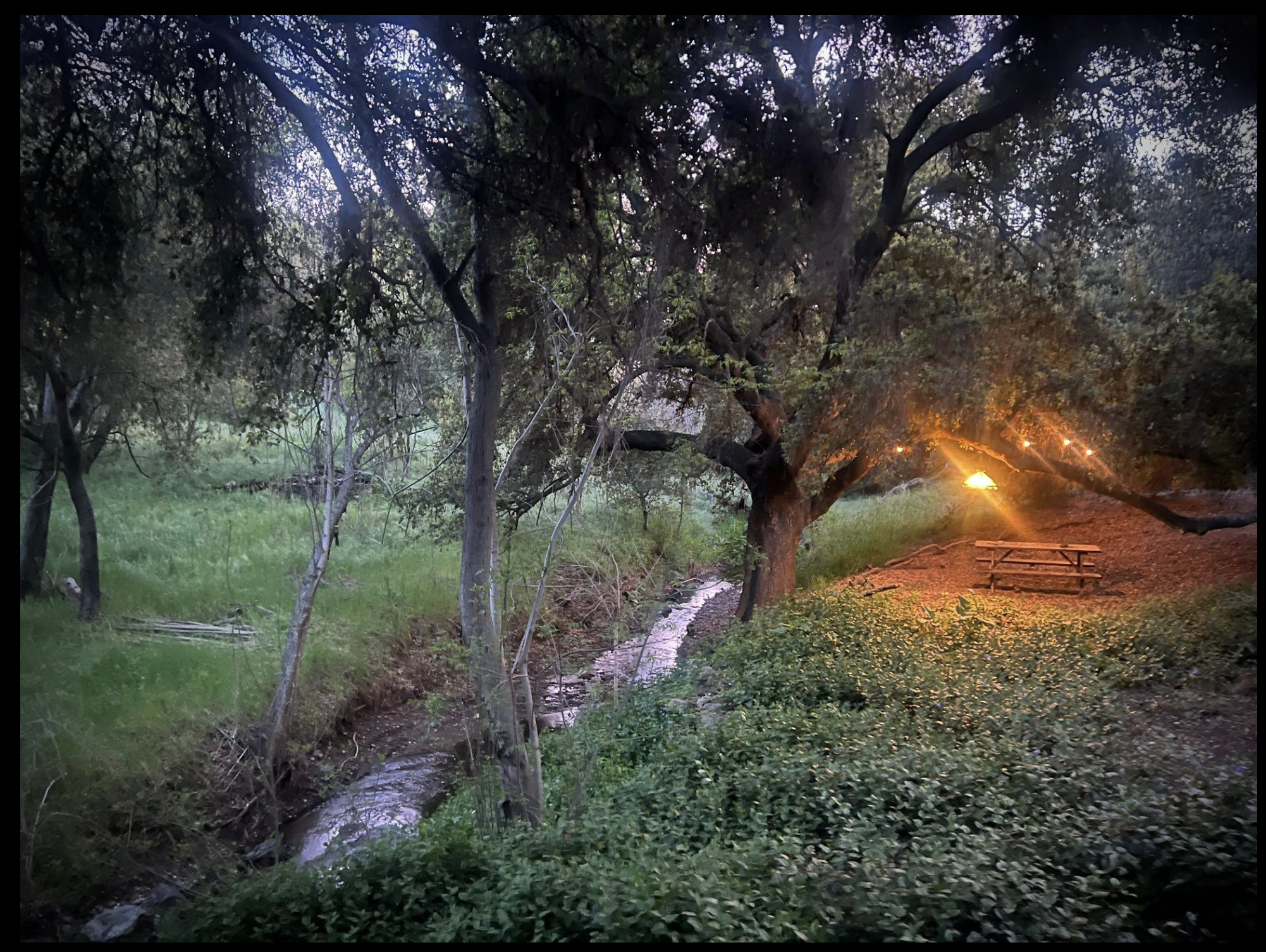 Nighttime scene of a small stream running through a grove of trees with green grass, illuminated by a warm outdoor light on the right side of the image.