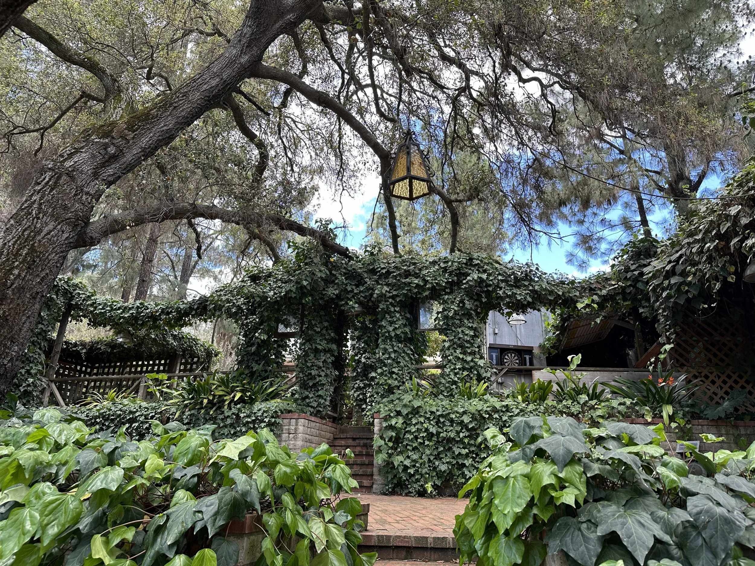 A backyard with a large tree with a hanging lantern, surrounded by dense ivy and lush green plants, with brick steps leading up to a house or shed in the background.