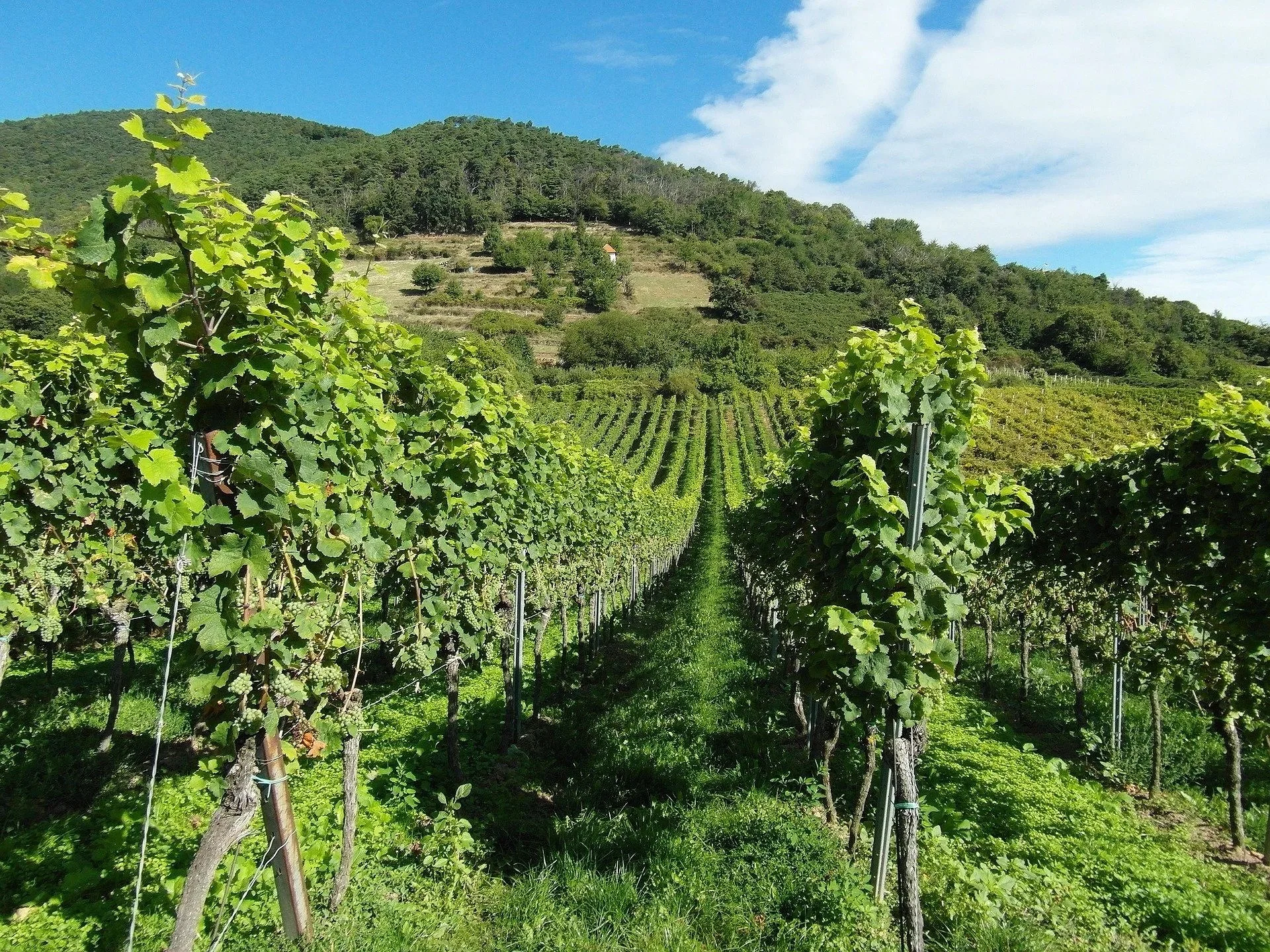 Bourgogne arrangement