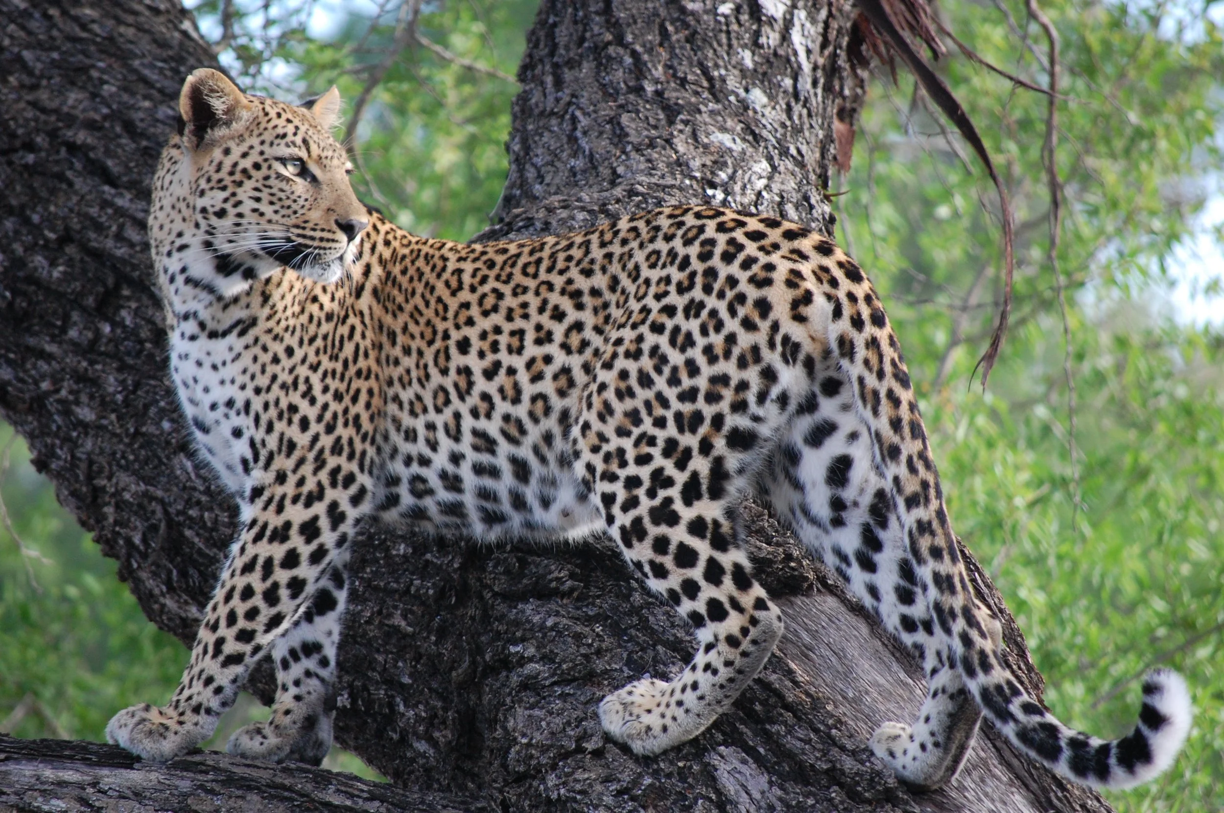 A leopard resting on a tree branch with green foliage in the background. Image taken by Sharleen Smith
