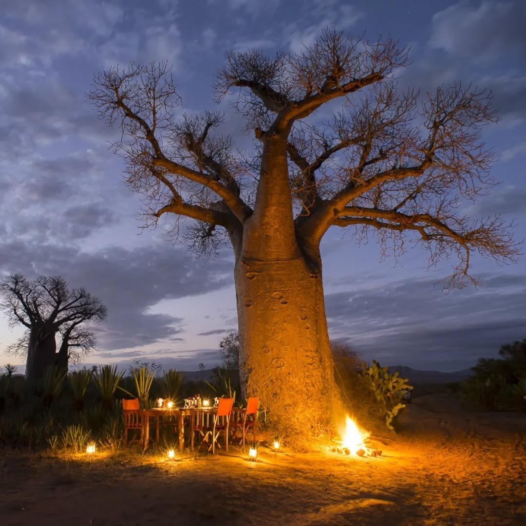 🌿 Romantic moments in Southern Madagascar.

Tucked beneath the tamarind trees and overlooking the Mandrare River, this is a place where time slows&mdash;and nature speaks.

These perfect dinner settings are memories that last forever.

📍 Mandrare R