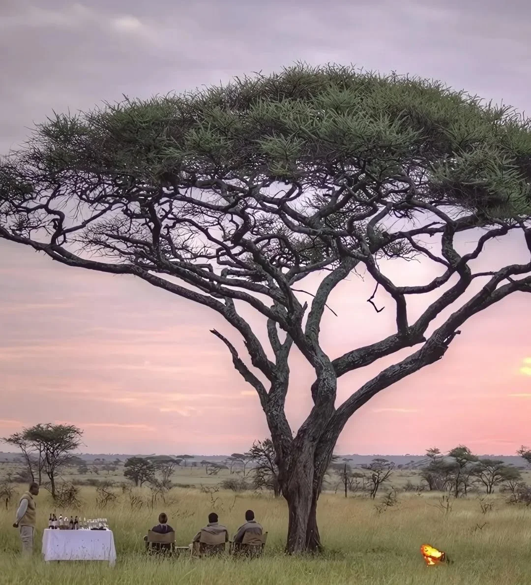 In the northern Serengeti of Tanzania, time feels different. At Olmara Camp by Entara, evenings unfold beneath ancient acacia trees, where silence is broken only by the whisper of the grasslands and the last songs of the day.
Here, moments linger. R