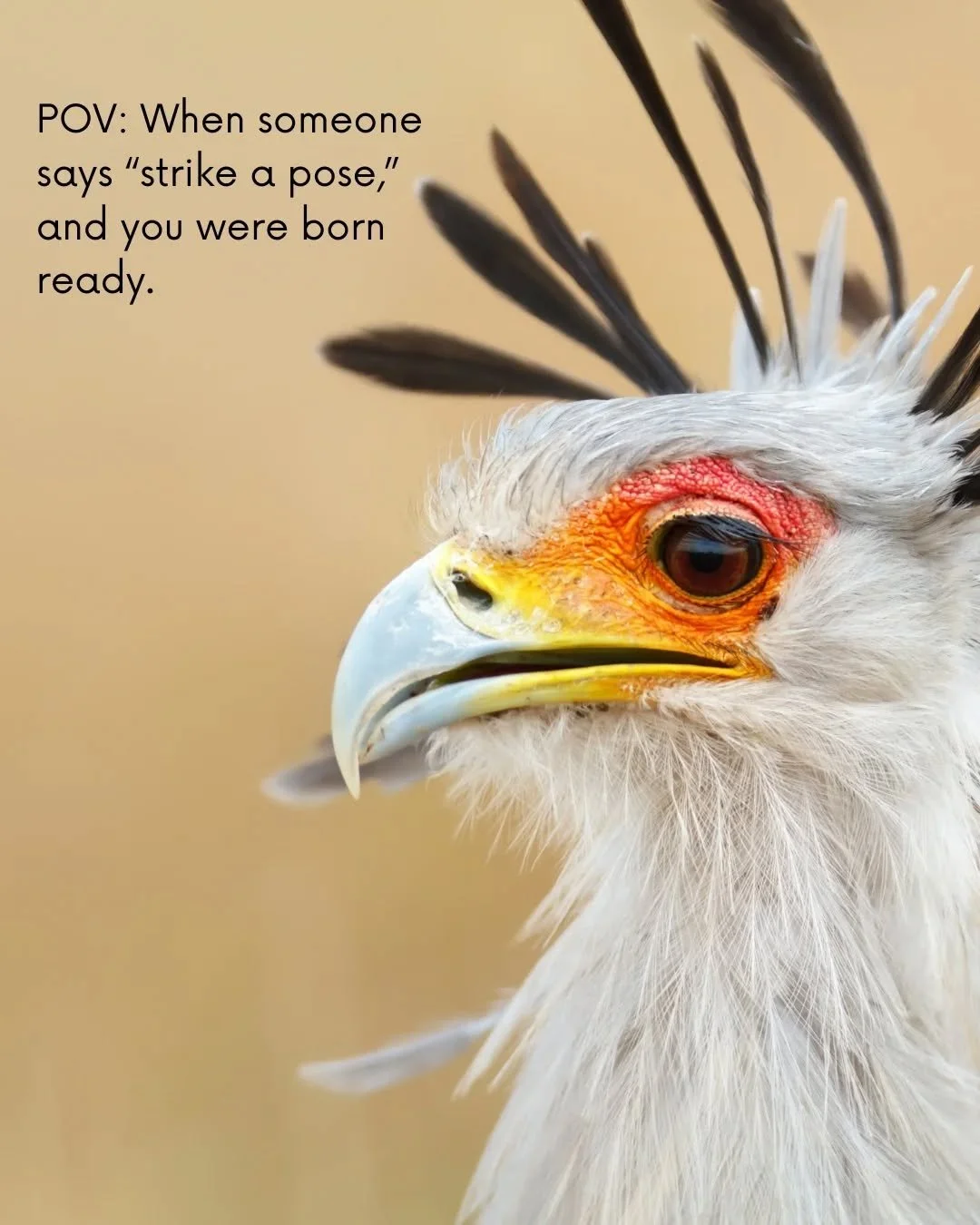 Some animals don&rsquo;t just blend into the landscape&mdash;they own it.
Because out here, every moment is a runway moment&hellip; if you know where to look.

From striking birds to big-cat prowls, the bush is full of characters who were born ready 