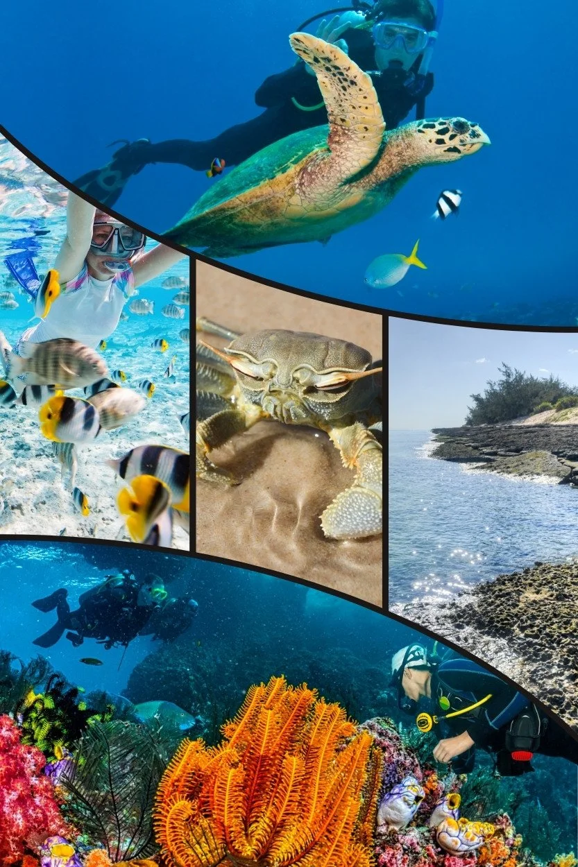 9.09 Diving and Snorkeling.jpg