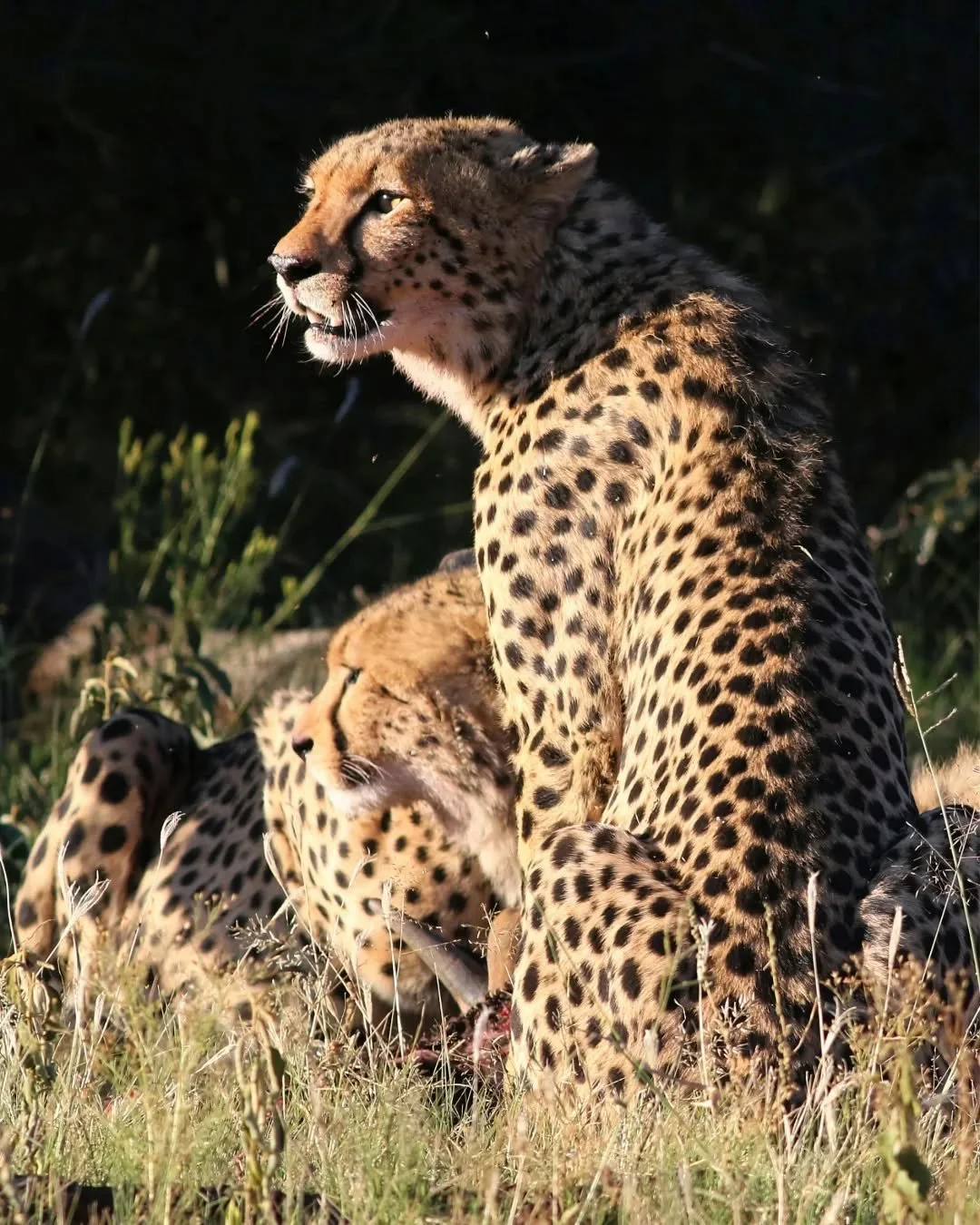 🐆✨ World Cheetah Day ✨🐆
Today we celebrate one of Africa&rsquo;s most iconic big cats &mdash; the majestic cheetah.

Elegant. Endangered. Extraordinary.

With fewer than 7,000 left in the wild, every sighting is a gift&hellip; and every conservatio