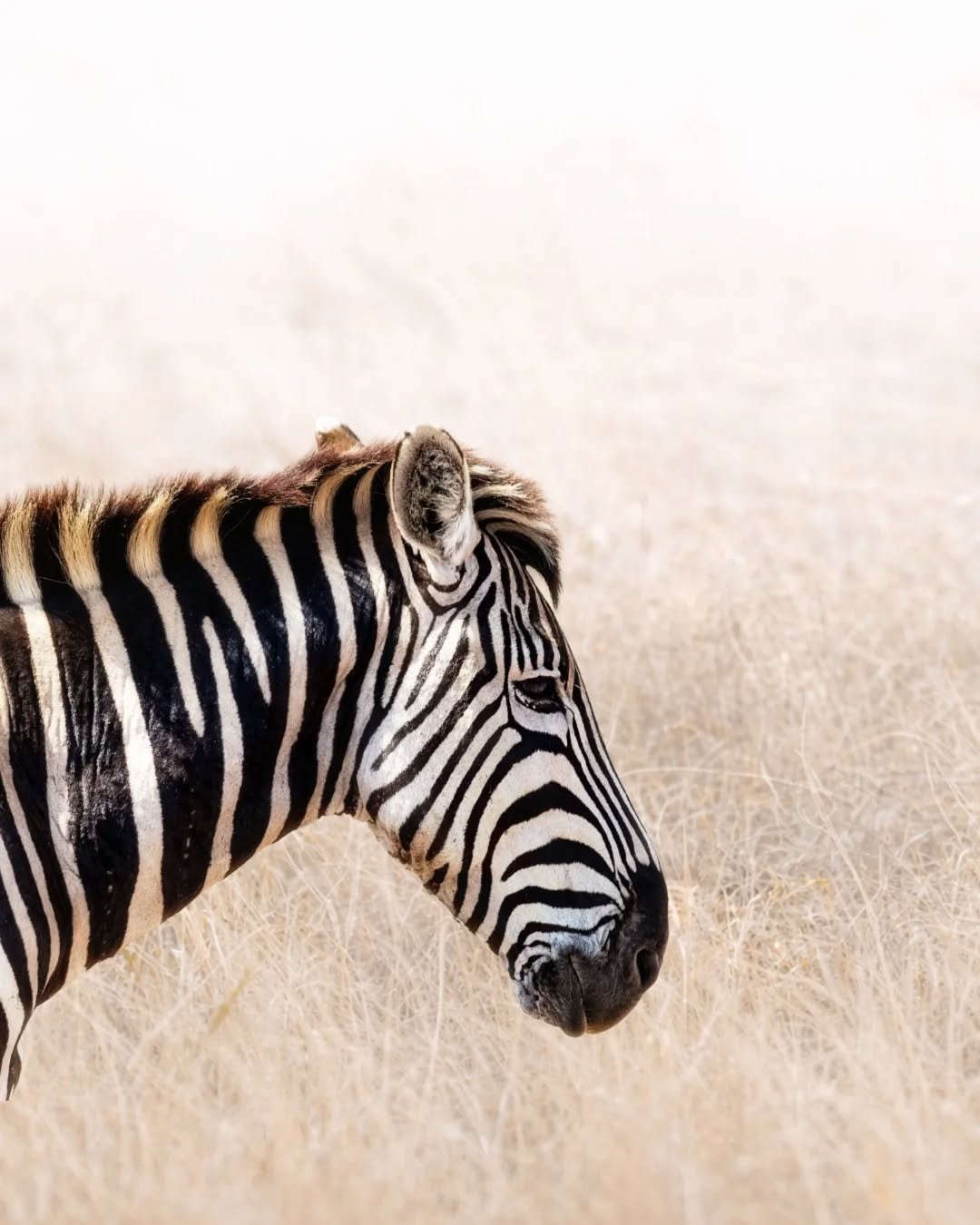 There is a quiet elegance to the zebra. 🦓

No two are ever the same &mdash; each set of stripes as unique as a fingerprint.

In motion, those lines blur and shift, confusing predators and protecting the herd.

Seen best not in passing, but in stilln
