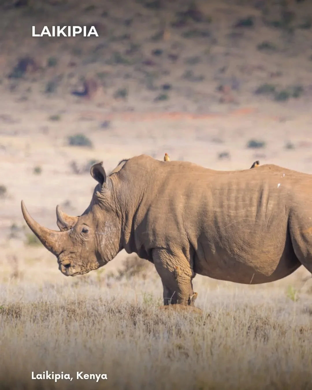 Wild, vast, and deeply connected to conservation &mdash; Laikipia offers a safari experience unlike anywhere else in Kenya. ✨

From free-roaming wildlife and luxury lodges to meaningful community conservation initiatives, this remarkable region blend
