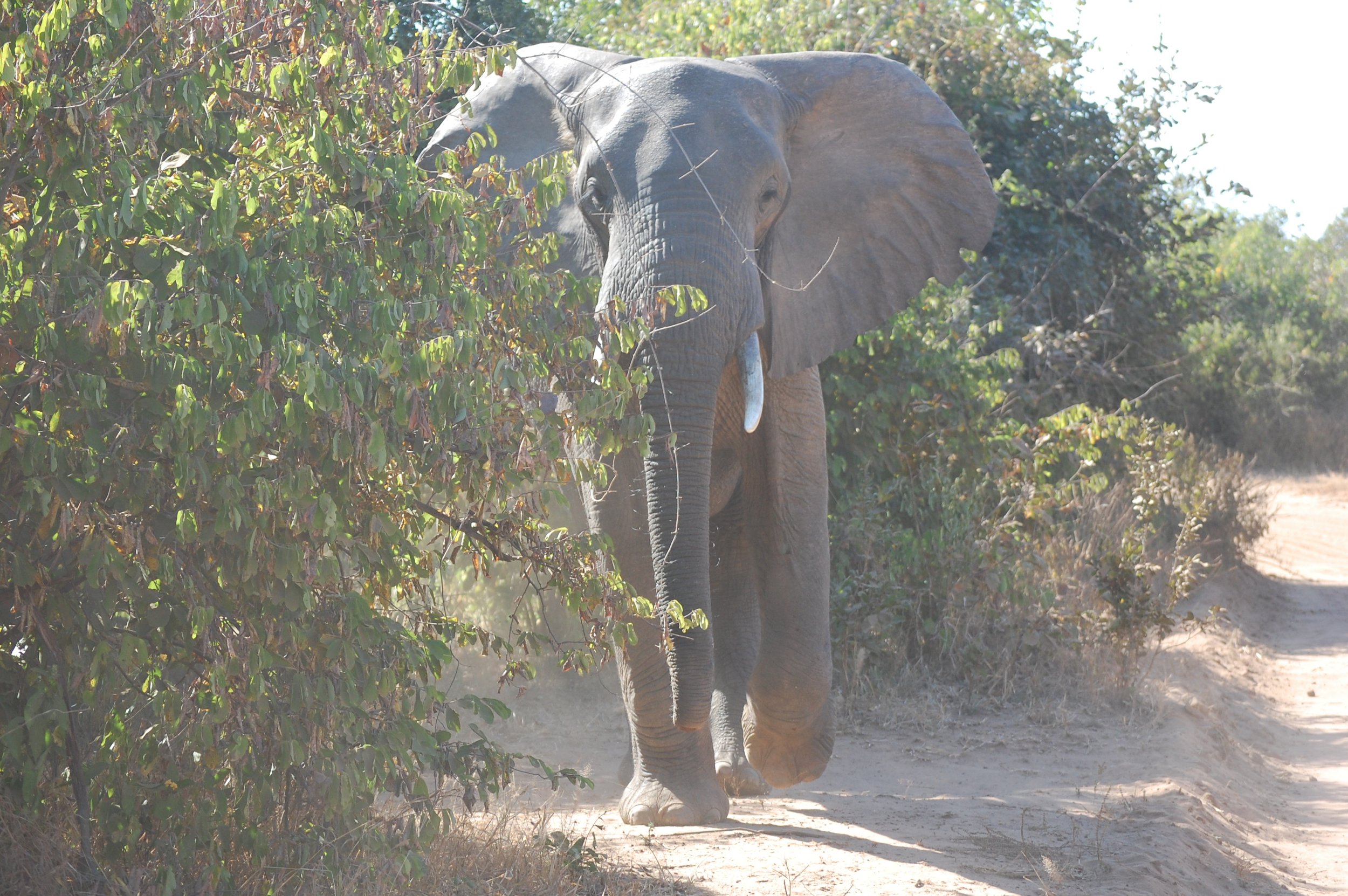 Why a Safari Changes the Way You See the World