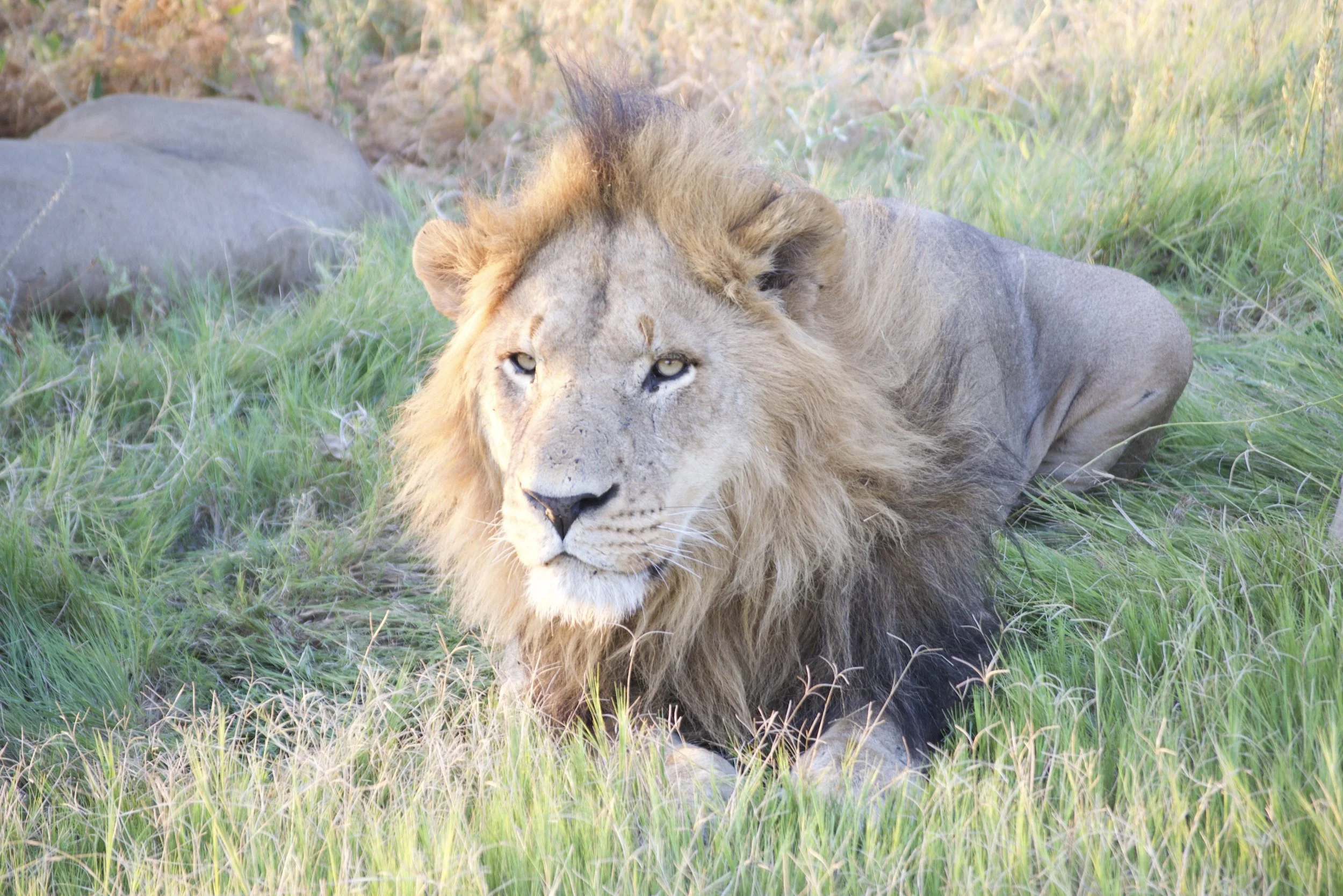 How Do I Avoid Crowds on Safari? A Luxury Traveler's Guide to Africa's Wildest Places