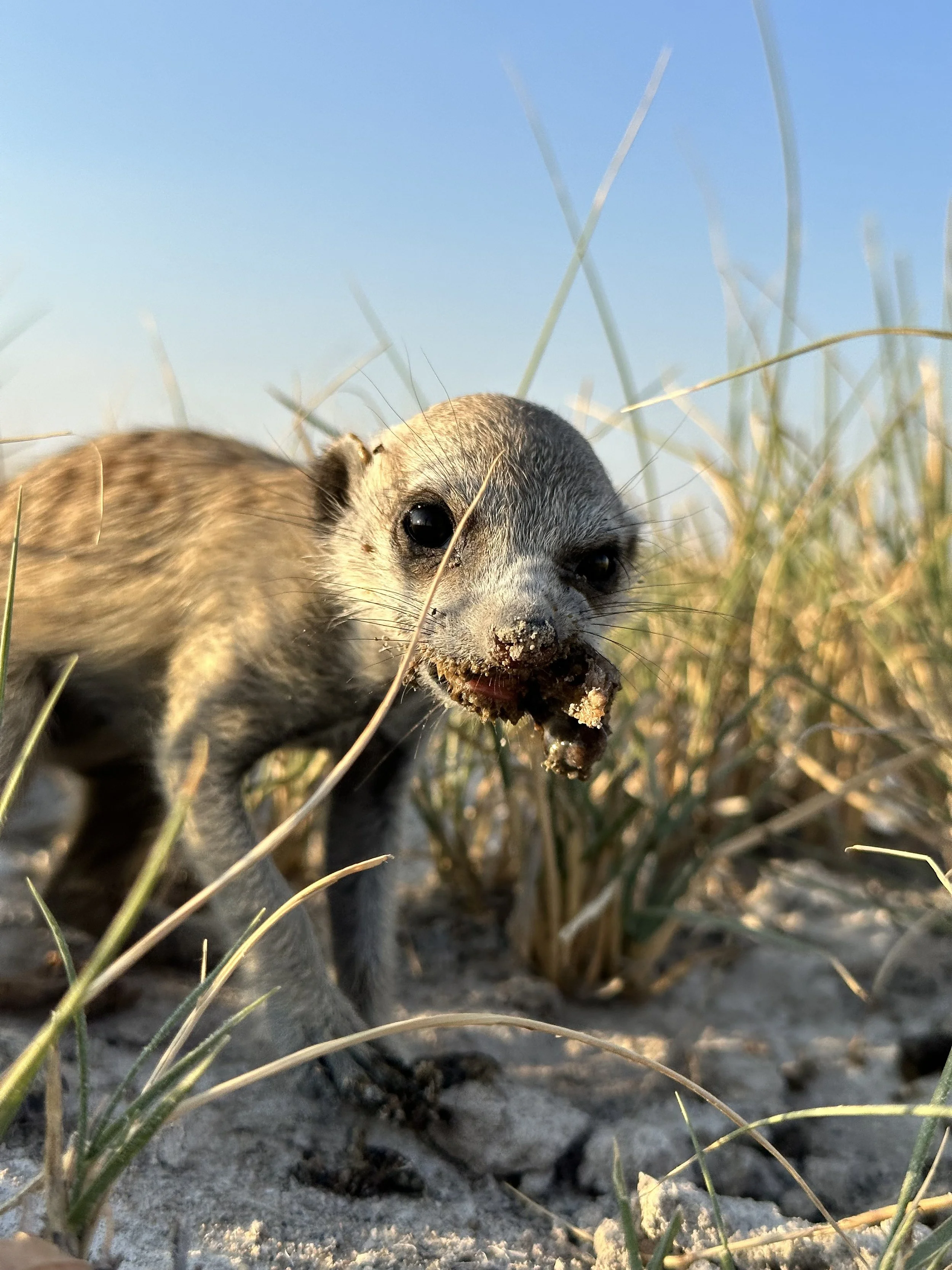 Planning an African Safari? Here’s Why Expertise Matters