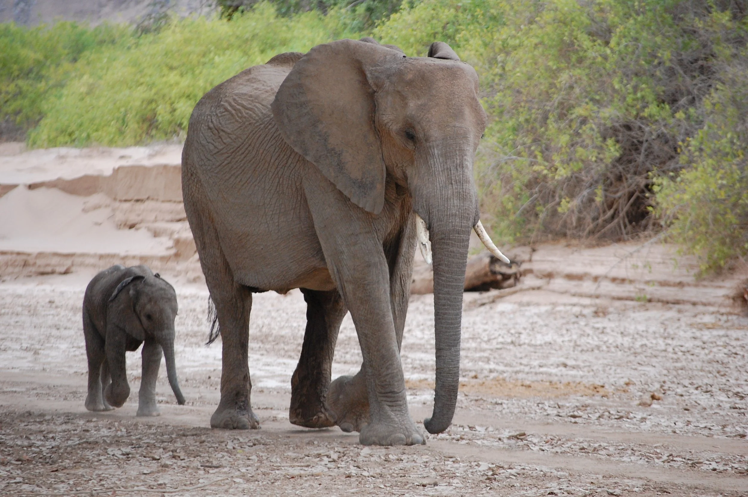 How Do I Choose the Right Safari Lodge?