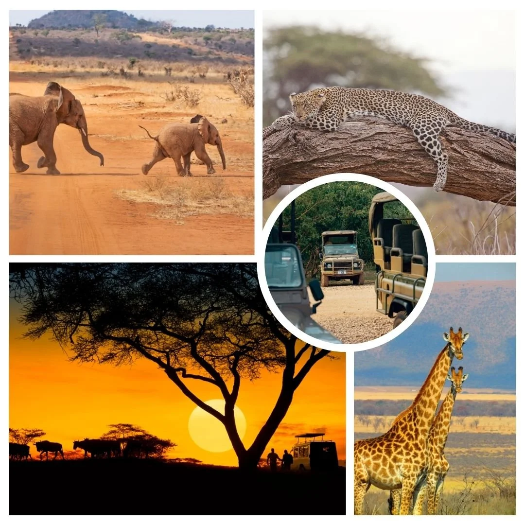 9.33 Safari.jpg