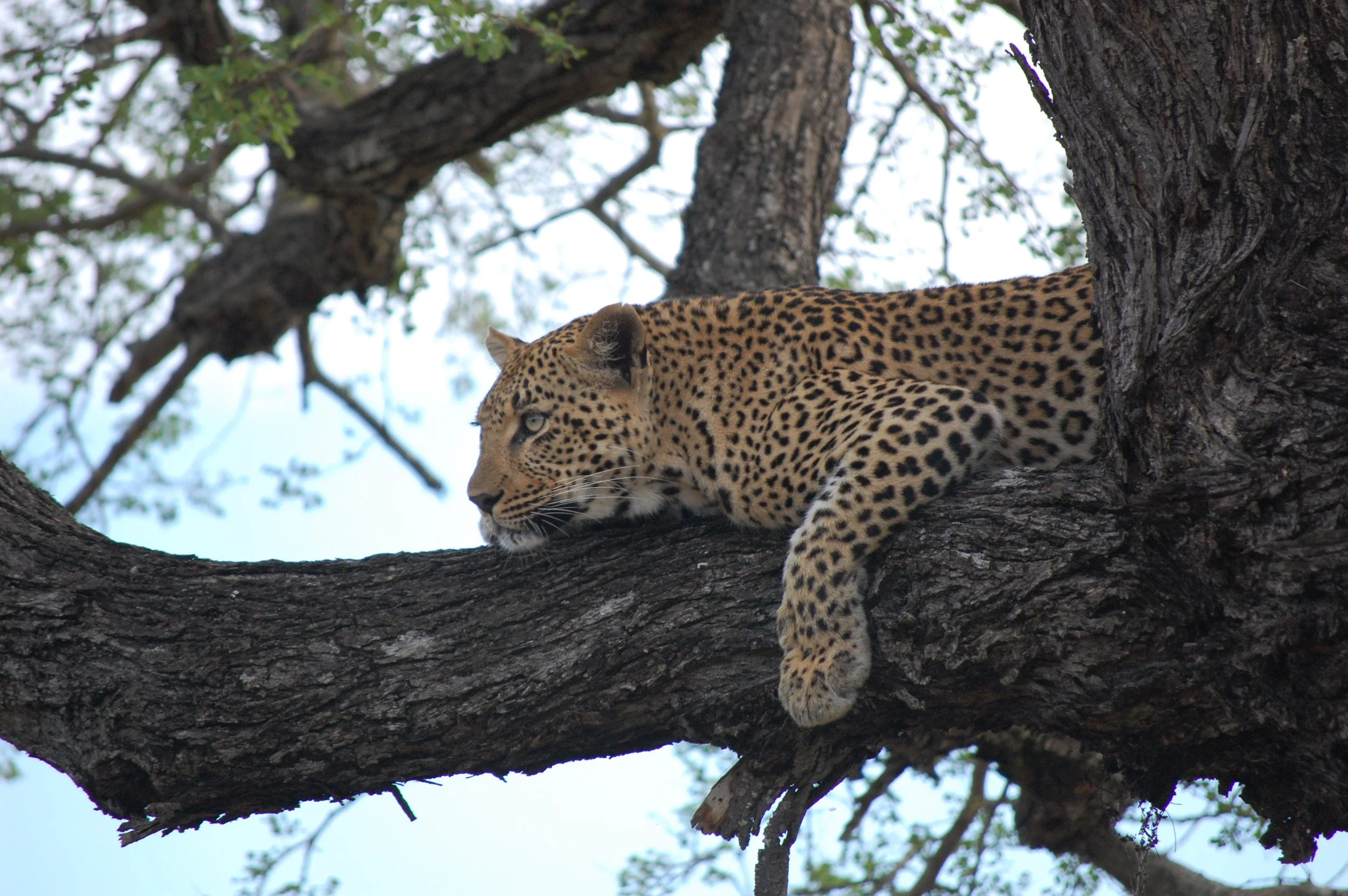 A leopard resting on a tree branch surrounded by green leaves. Image taken by Sharleen Smith