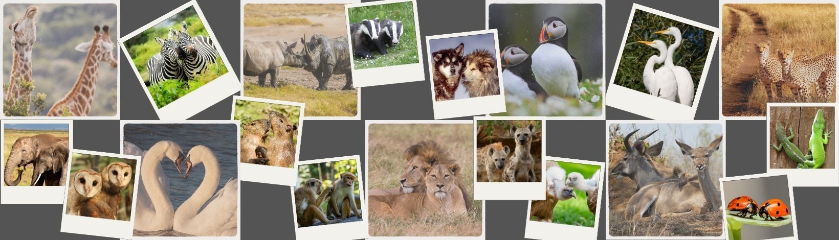 Safari Partners