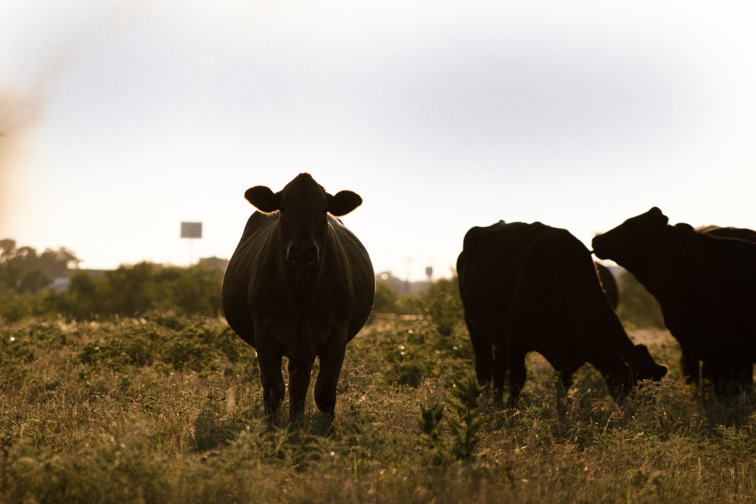 Texas Cattle
