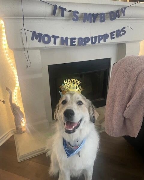 Happy Birthday to one of our most special furry-friends, Goose!!
From Puppy Start to daycare, Goose has been such a big part of H&amp;P and our hearts! We hope your day is full of squeaky toys, tasty treats, and all the snuggles you dream of! 🐾🎂🎉