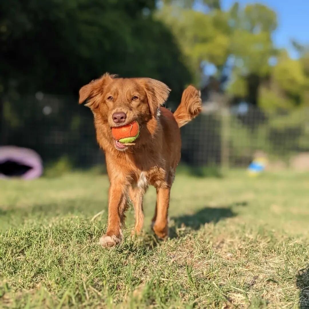 Our resident duck toller, Zoey, enjoying her fetch hike and fun in the sun!! Ask us about our Enrichment options when daycare or boarding! 🥎🐕🐾