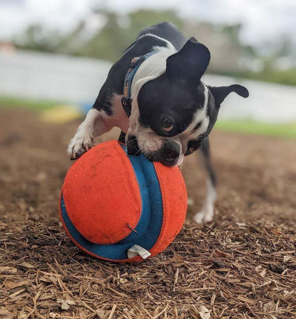 Bandit had a blast during his fetch hike enrichment sessions! 
Ask us about our Add-On options when doing Daycare or Boarding! 🐾