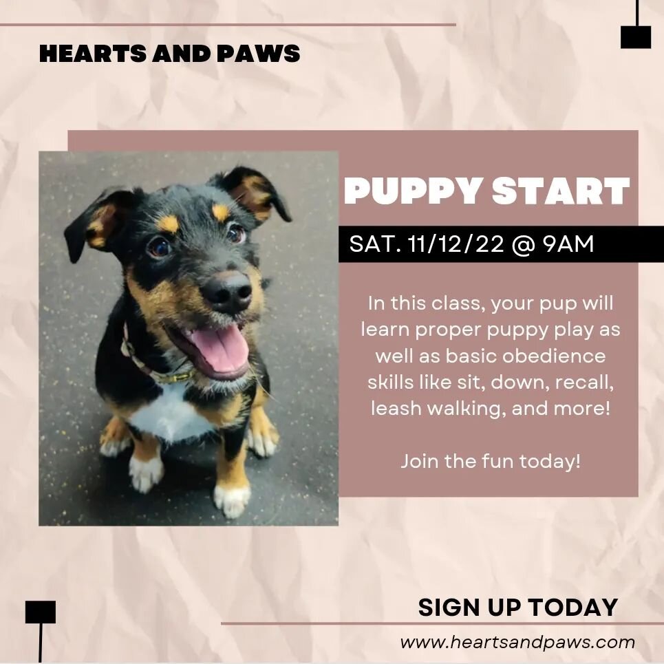 We still have spots left in our upcoming Puppy Start class! Sign up with the link below to join the puppy fun 🐾❤️

CLASS TOPICS INCLUDE:
Talks about common puppy issues like chewing, nipping and jumping. Skills taught like sit, stand, down, come whe