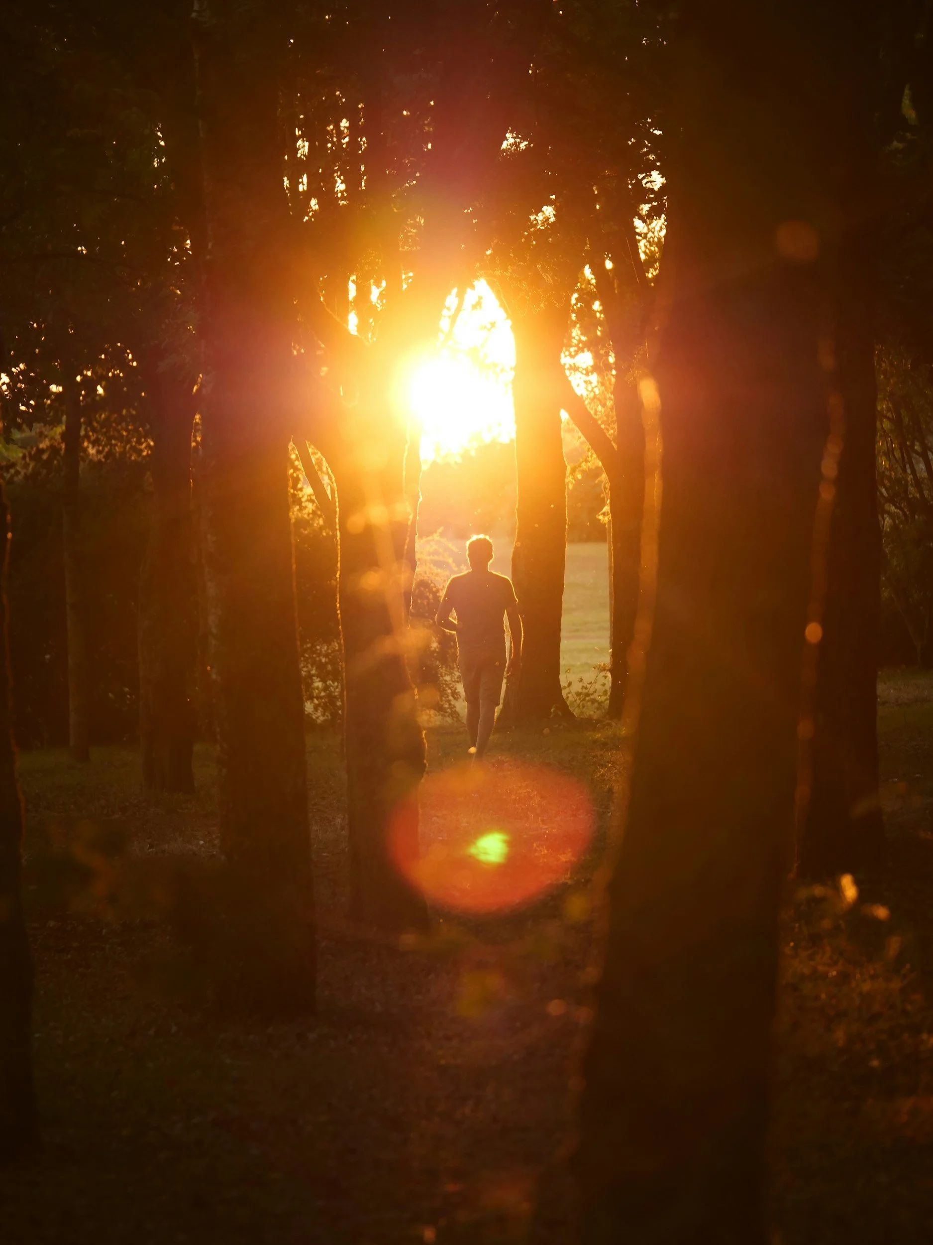 A man walks through a forest, towards a beautiful sunrise