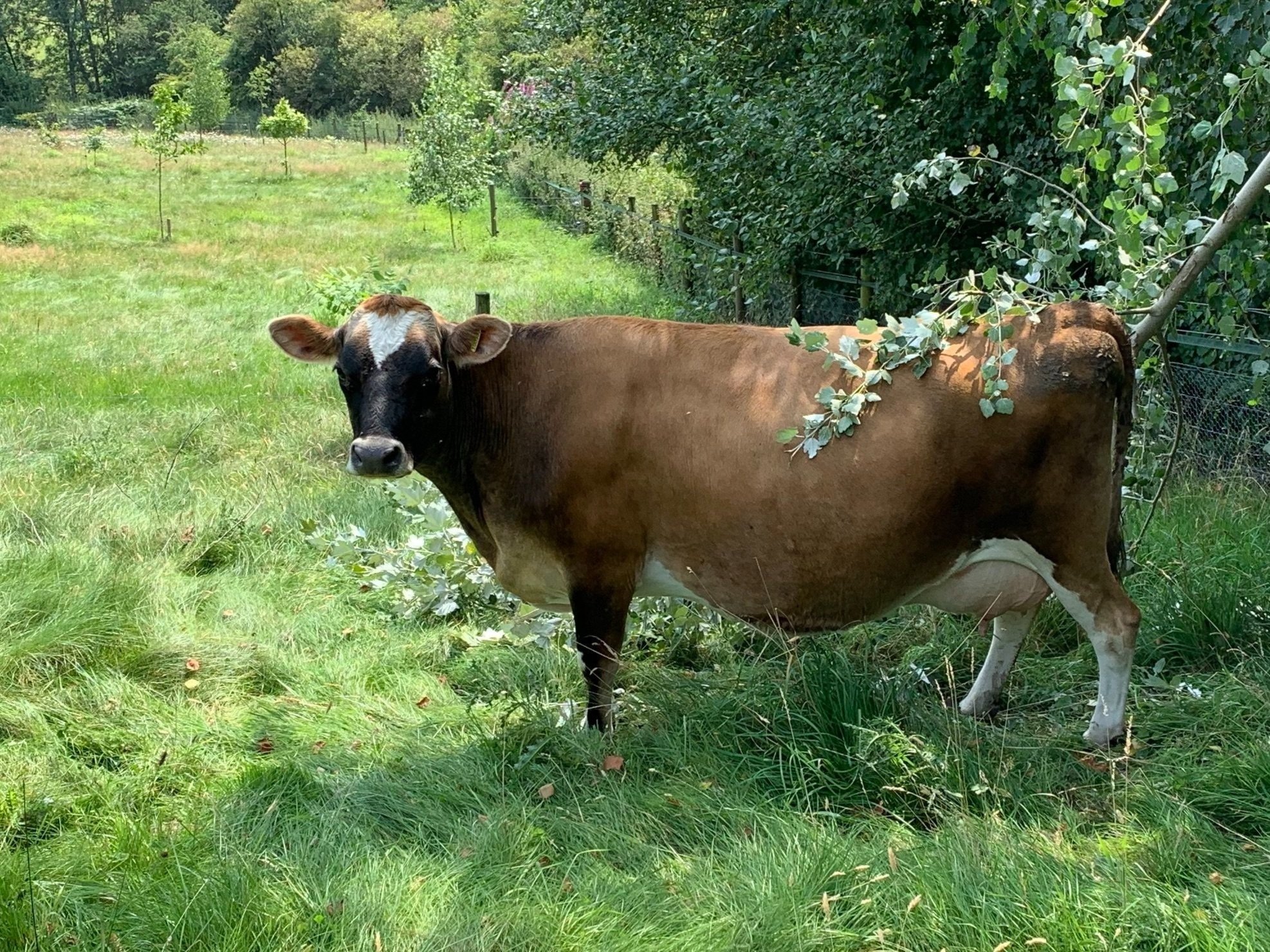 The Jersey Cow: Milk Production for the Small Homestead - Countryside