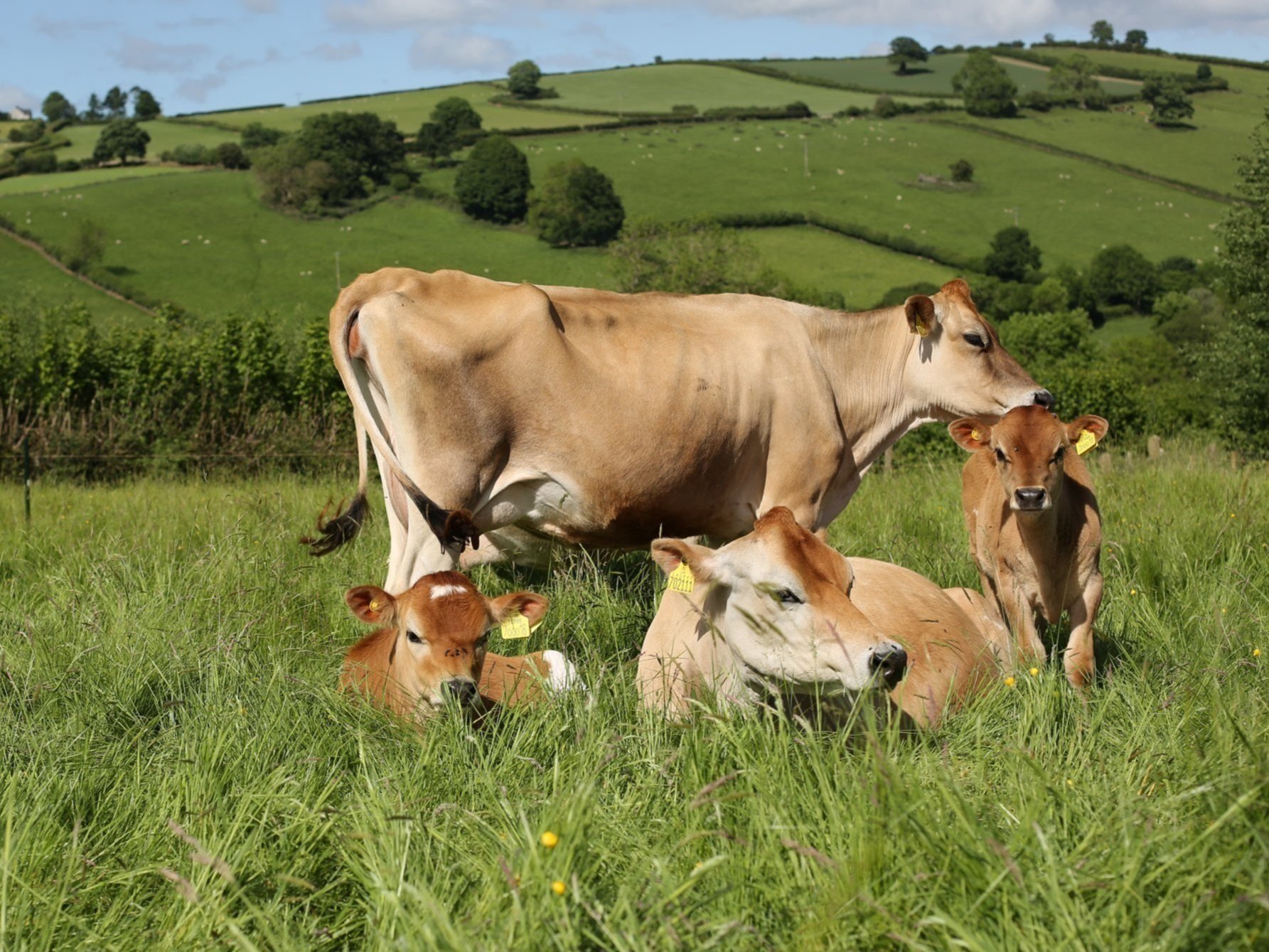 The Jersey Cow: Milk Production for the Small Homestead - Countryside