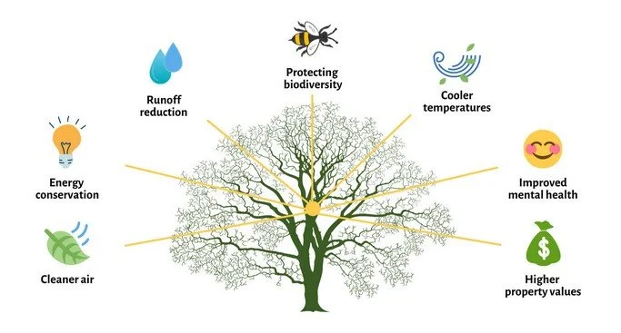 03 The Vital Role of Trees