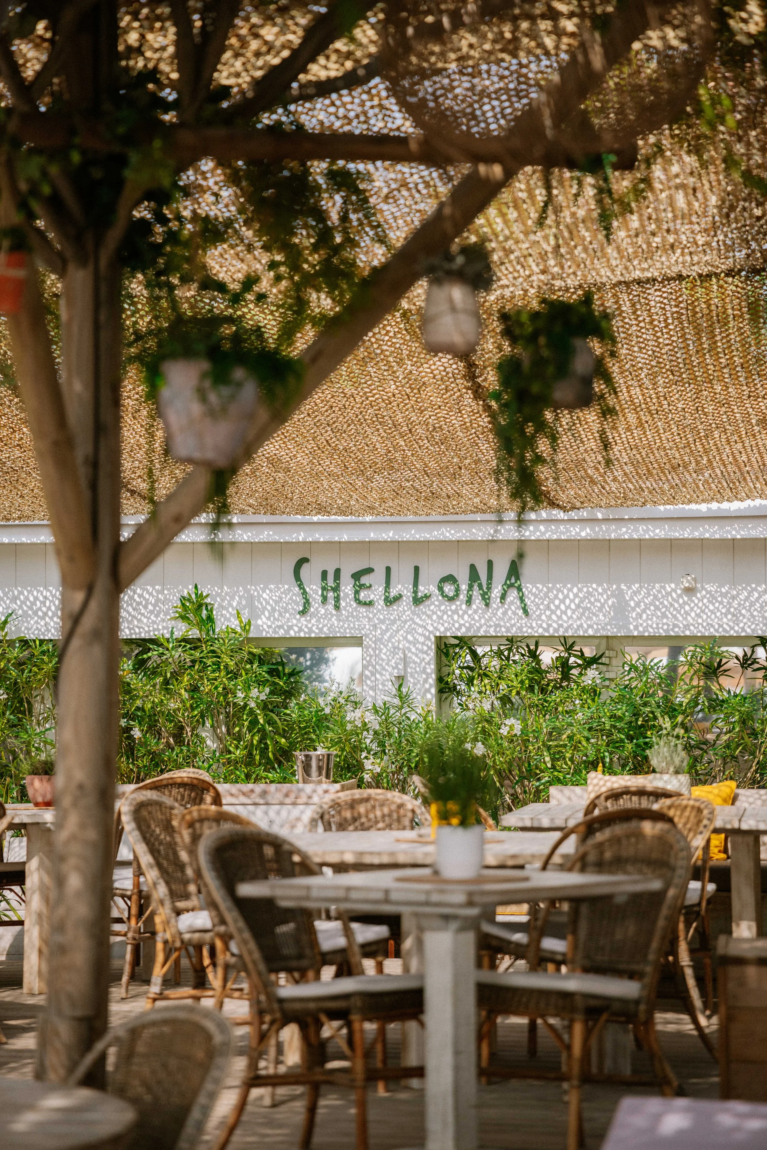 250612 Shellona -0015 - Cedou.jpg