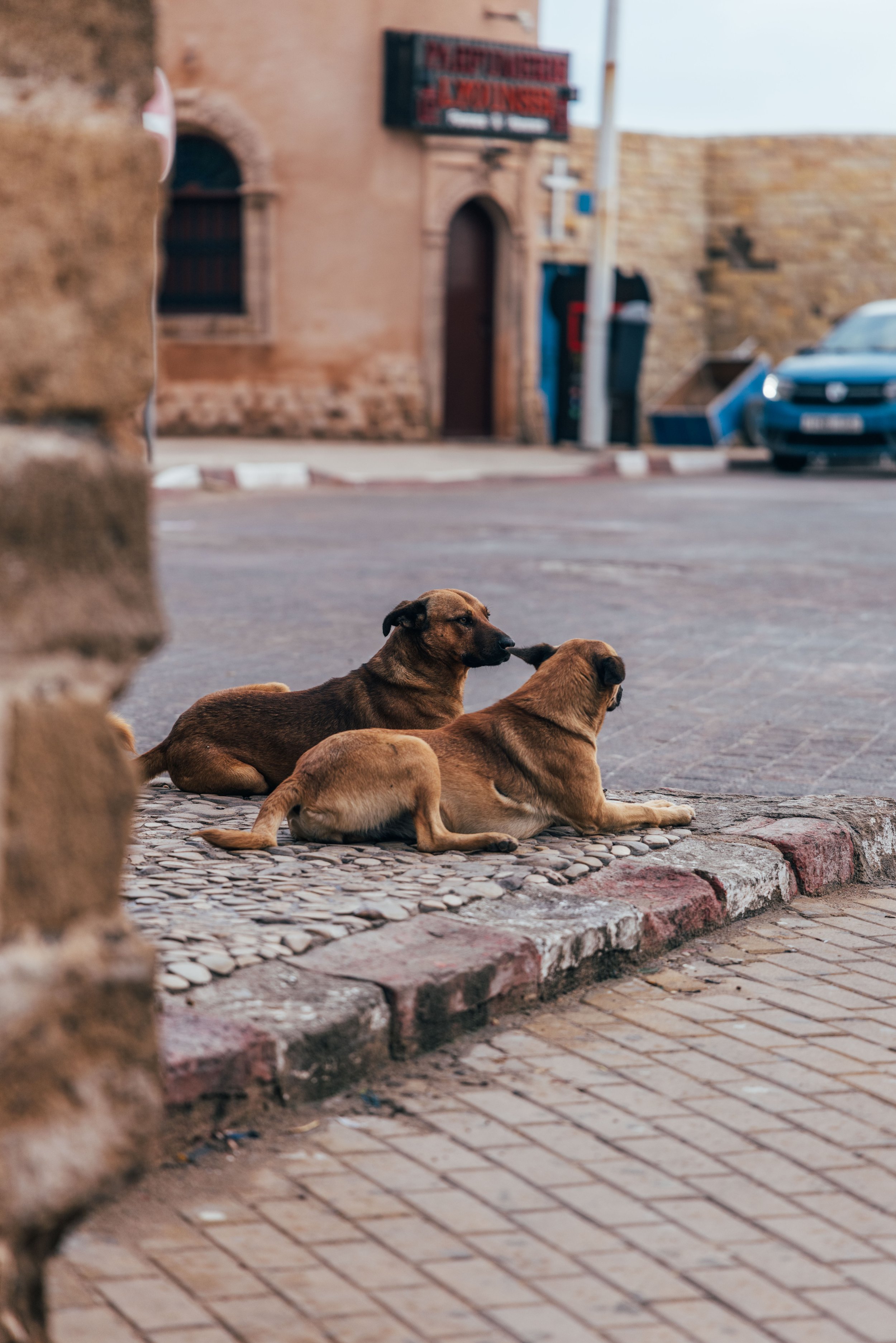250315 Maroc0047 - Cedou.jpg