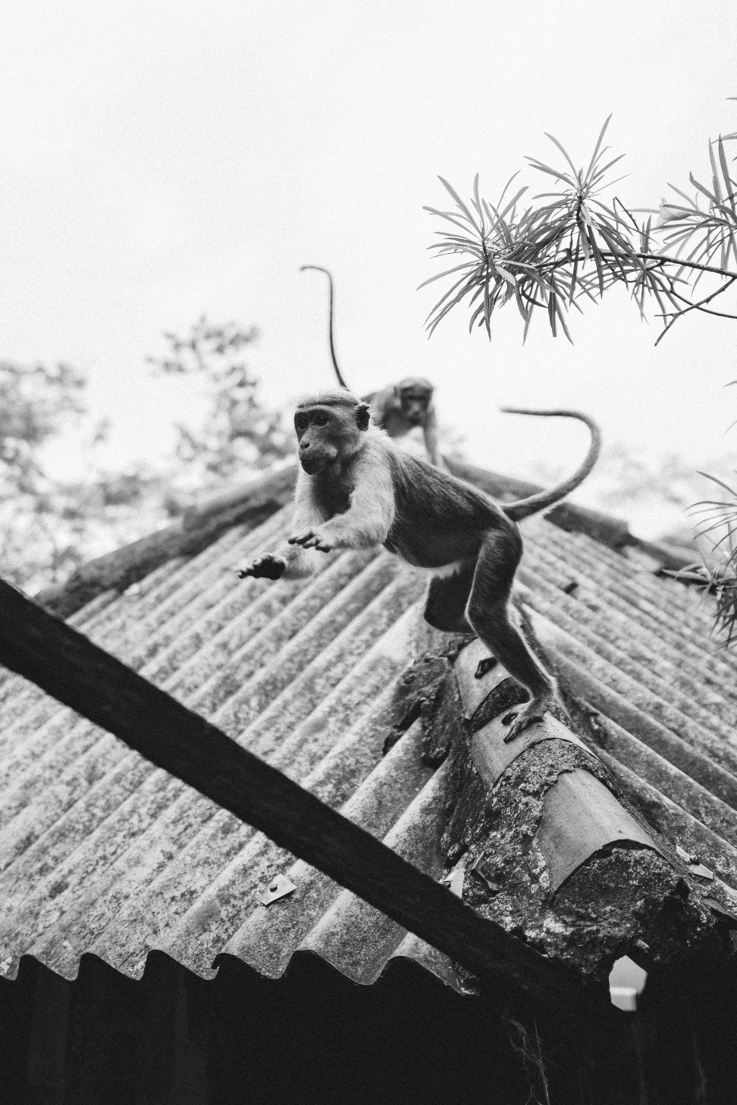 2024 Doux - Sri Lanka - Sigiriya - 0070 - Cedou.jpg