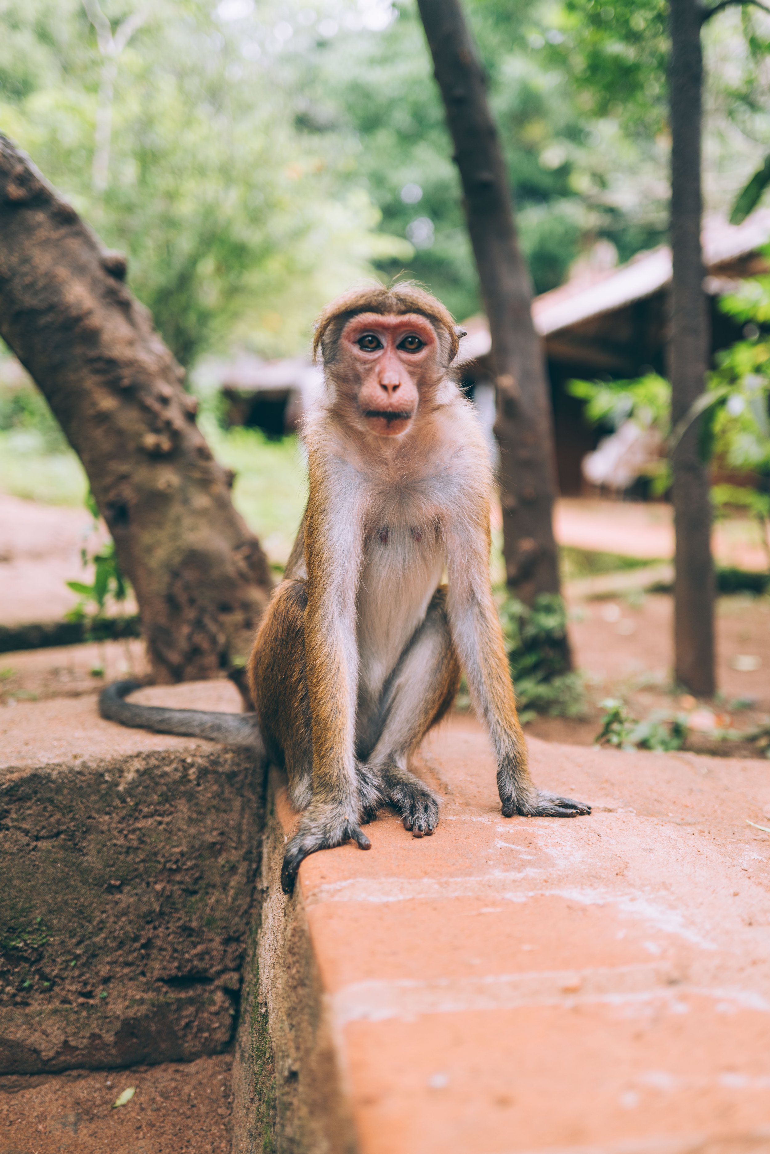 2024 Doux - Sri Lanka - Sigiriya - 0072 - Cedou.jpg