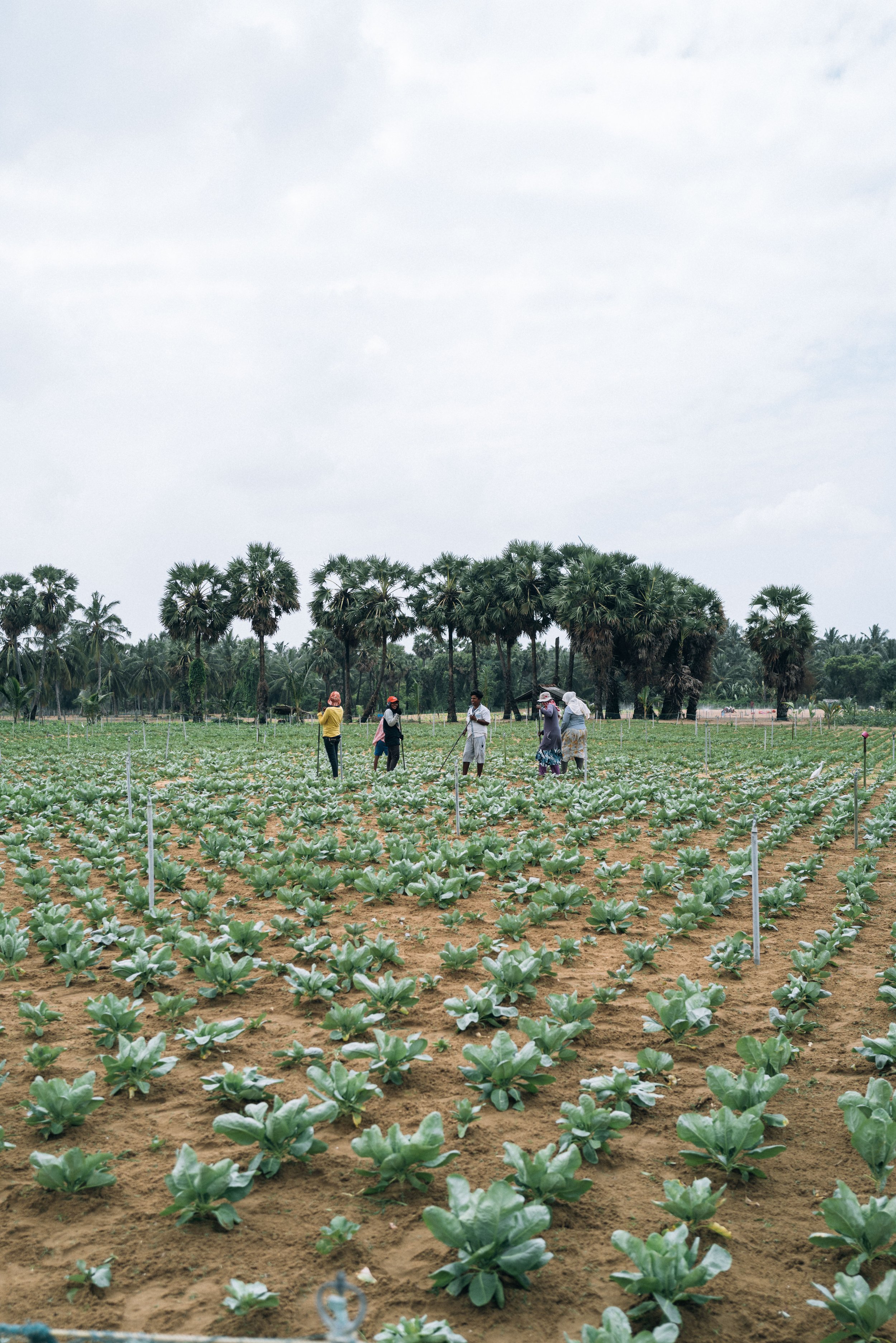 2024 Doux - Sri Lanka - Kalpitiya - 0258 - Cedou.jpg