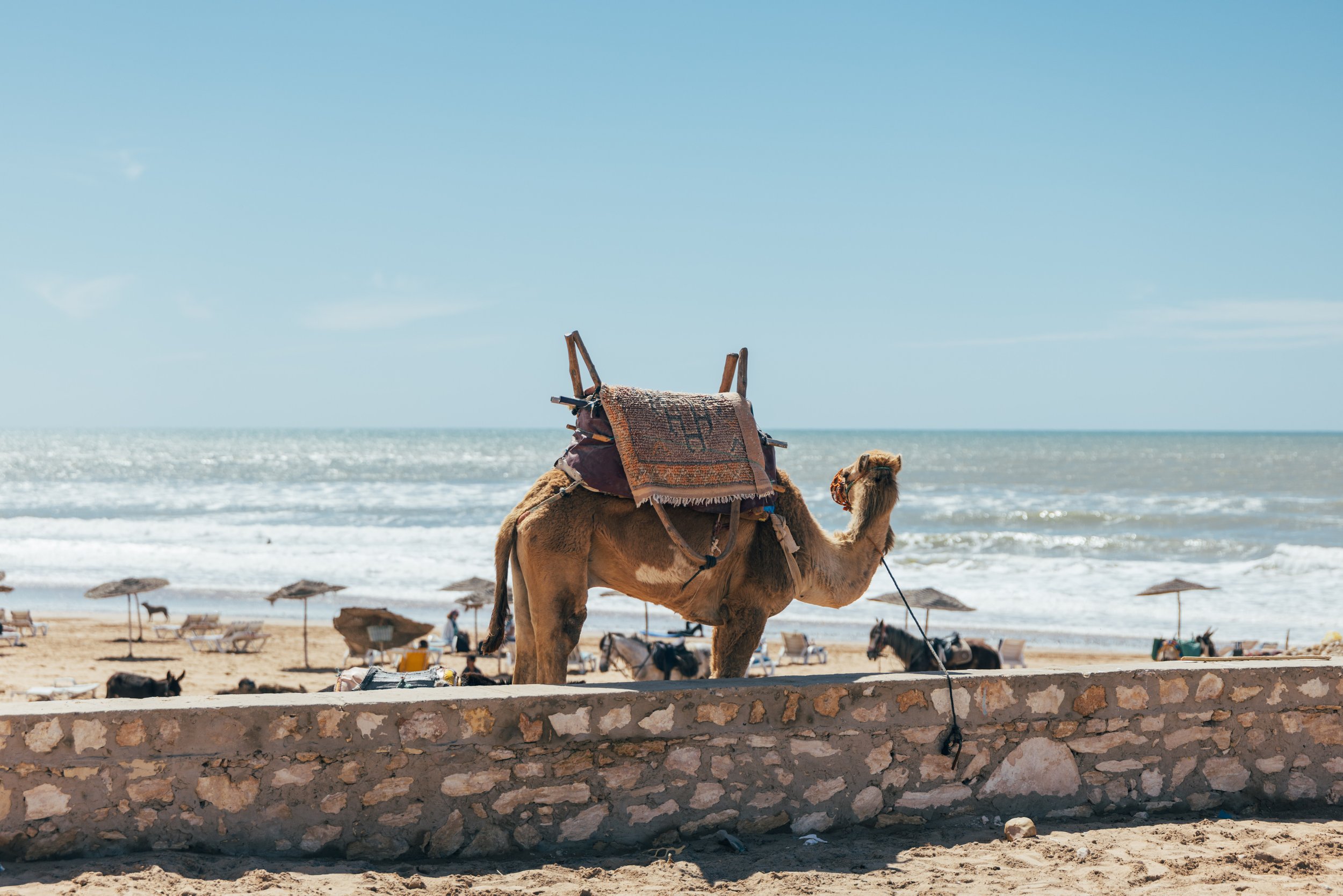 250315 Maroc0261 - Cedou.jpg