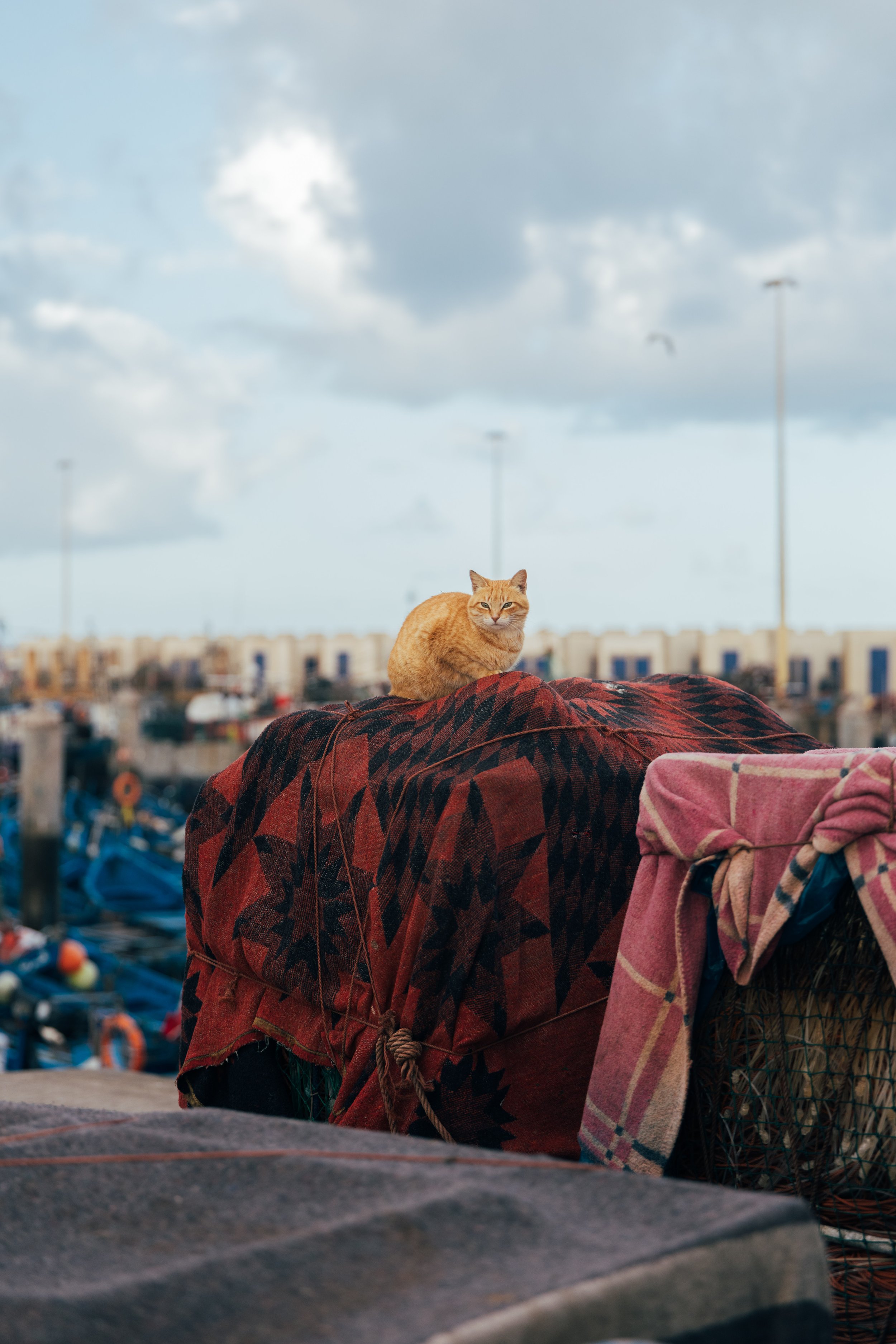 250315 Maroc0077 - Cedou.jpg