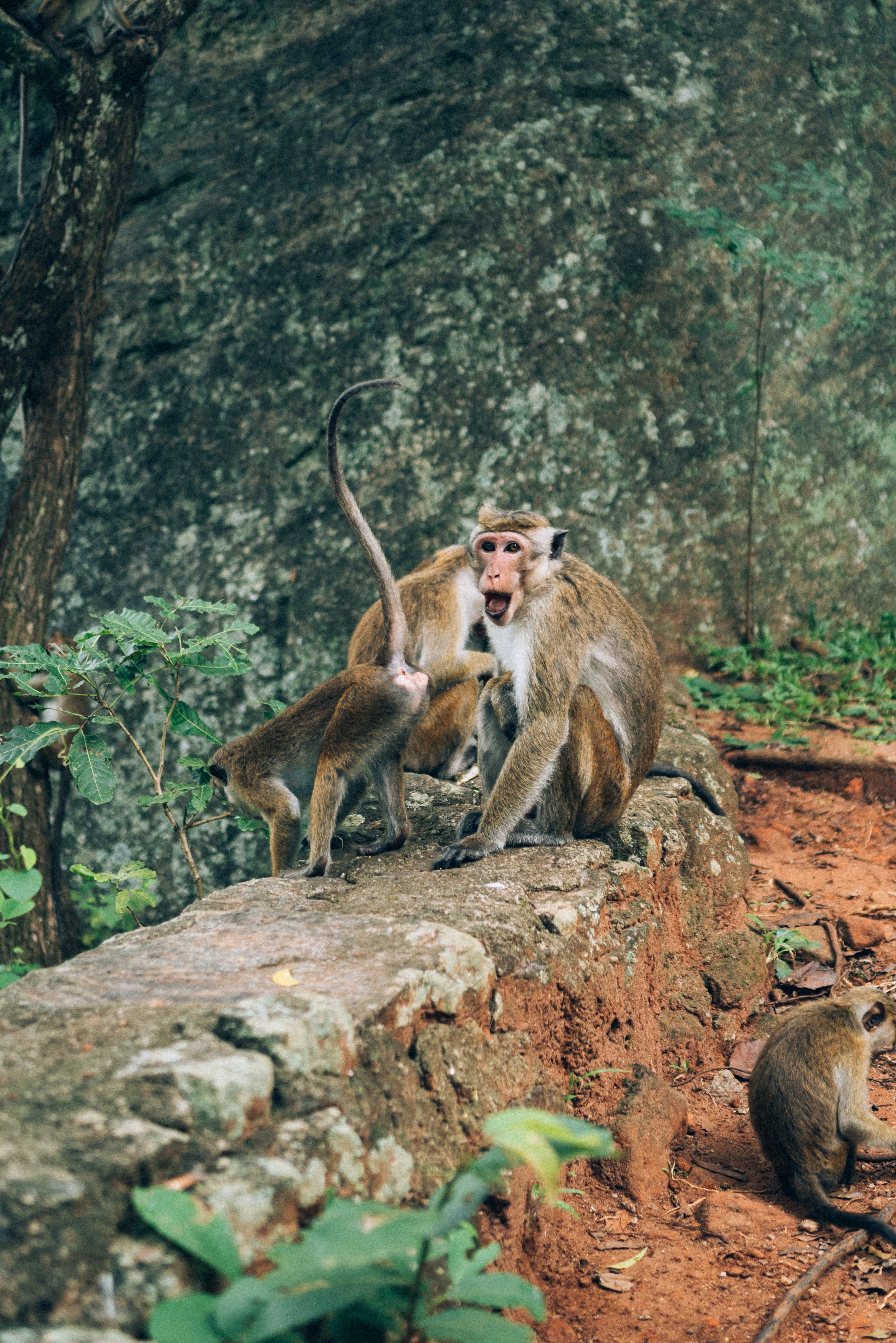 2024 Doux - Sri Lanka - Sigiriya - 0063 - Cedou.jpg