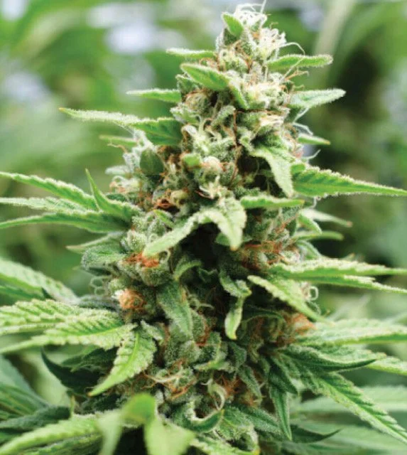 Image of close up to a fresh leafy marijuana bud (Copy) (Copy)