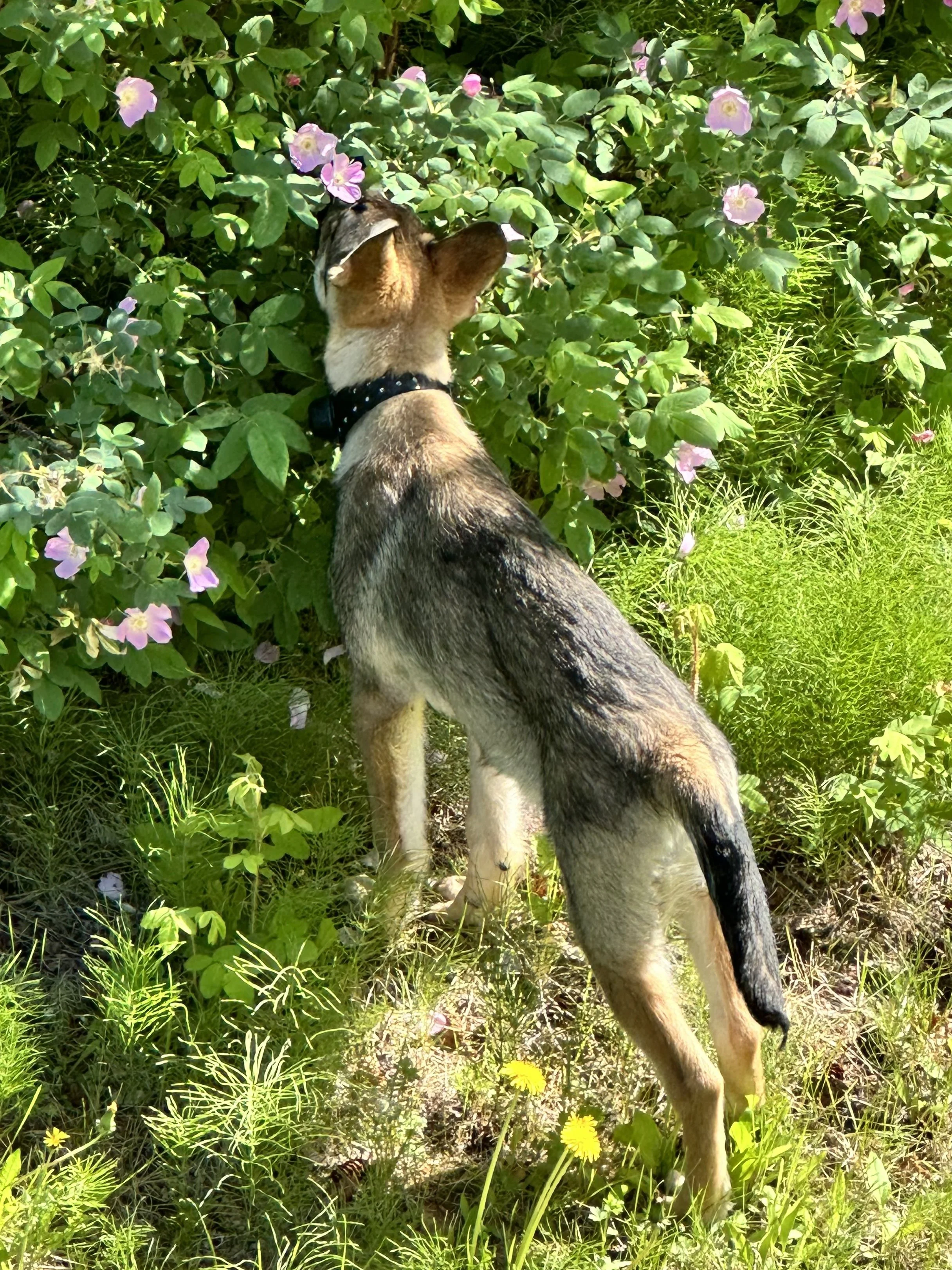 Glacier stopping to smell the Alaskan roses