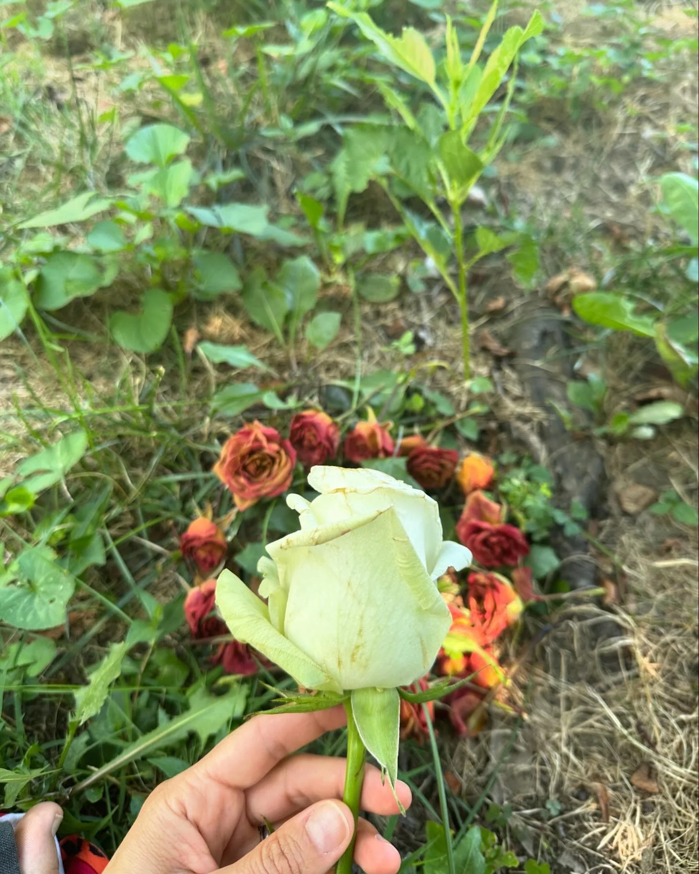 This post is dedicated to all the women I know and the rest si do not know of crossed paths with. All around this wonderful planet, and to all the women beyond space and time.

🌹

&mdash;EMBODIMENT Something I was not very familiar until only a coup