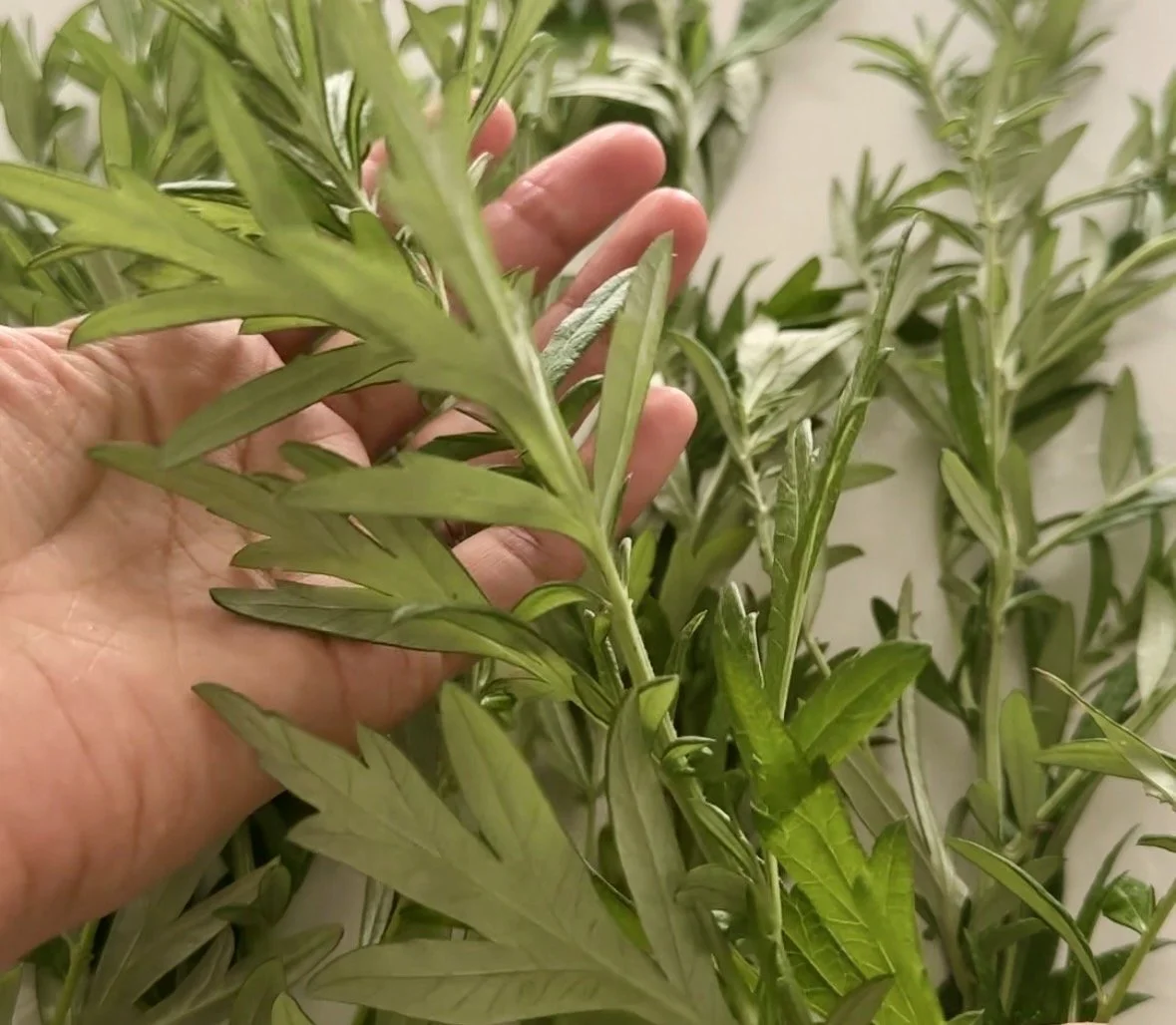 Fresh Mugwort Artemisa Vulgaris