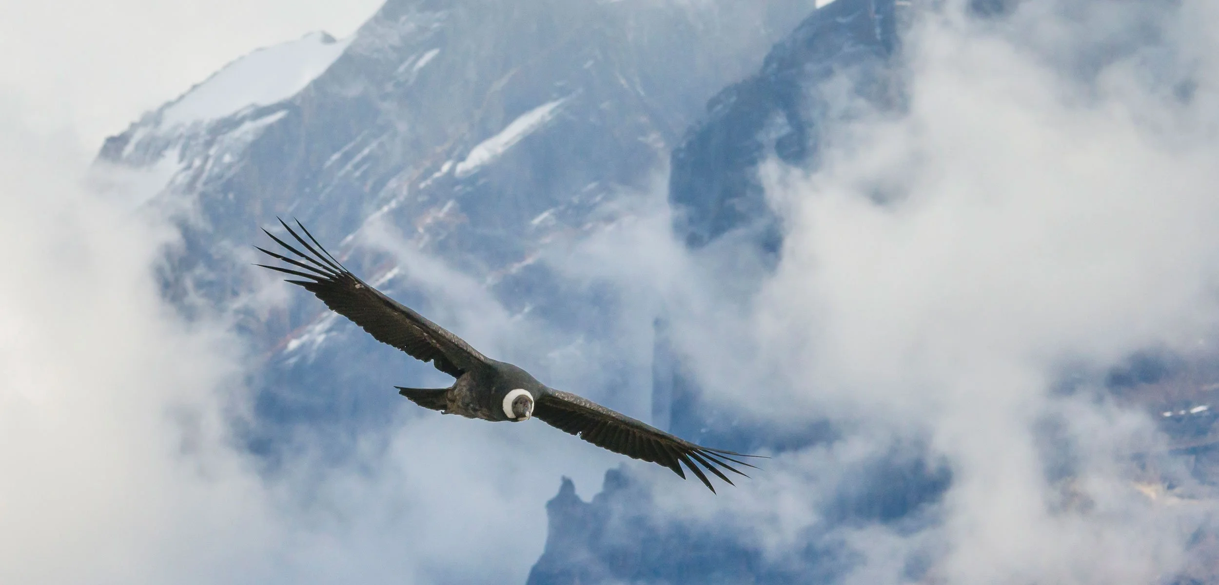 condor andes