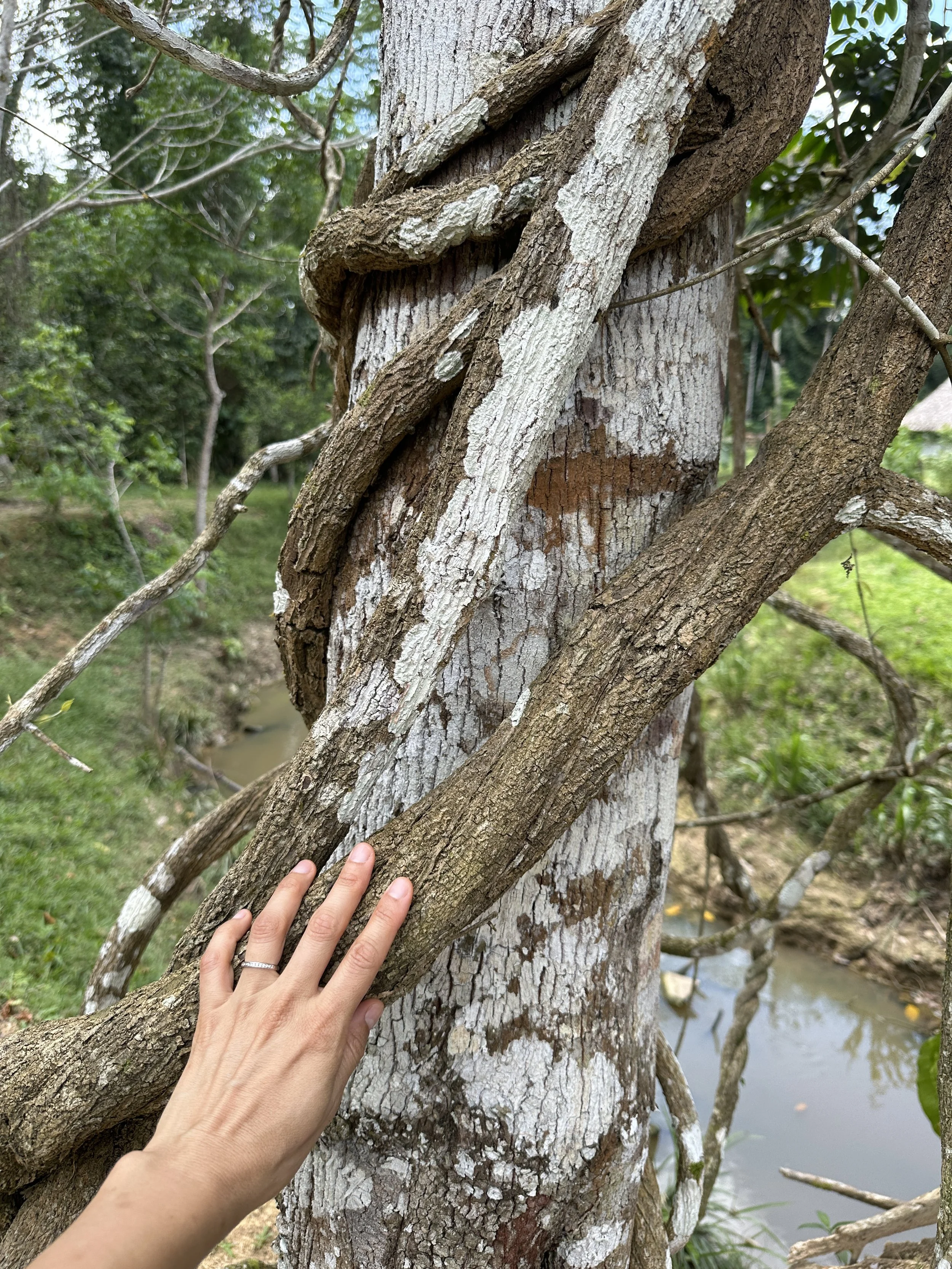 Ayahuasca vine used in sacred plant medicine ceremonies in the Amazon — The Light Arts bl