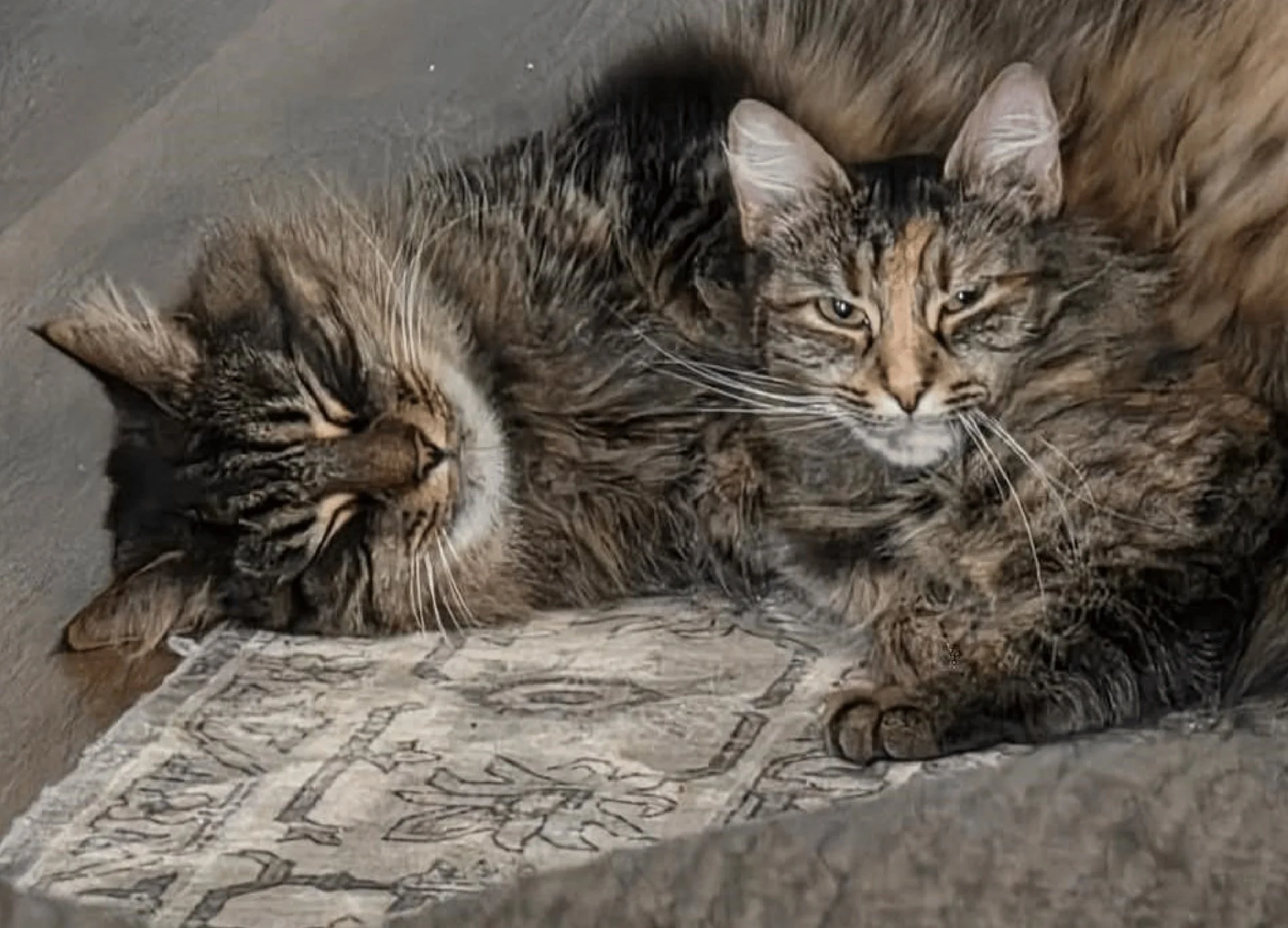 Xerxes and Persia, Wasam's cats