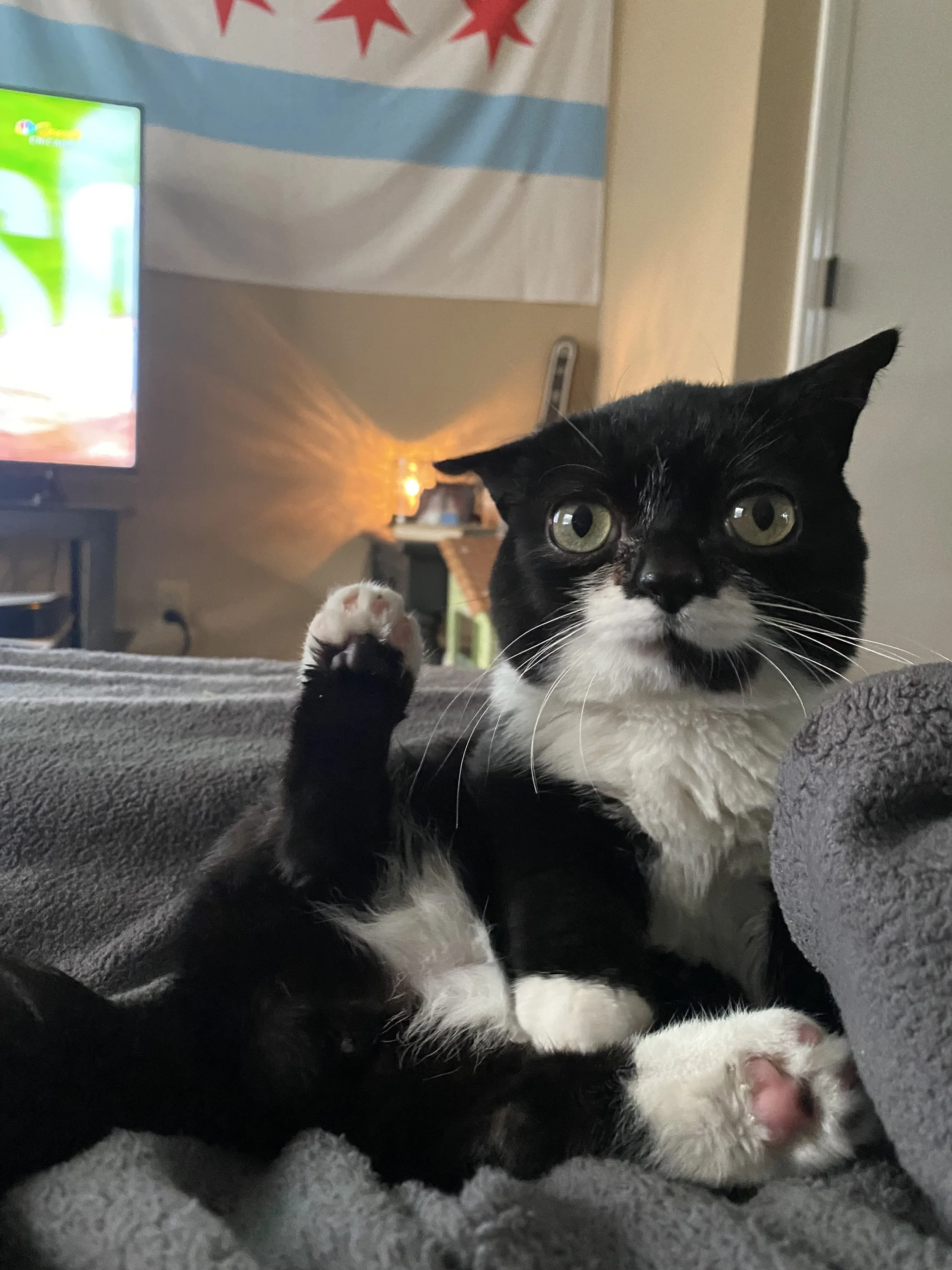 Frank, Emyli's cat