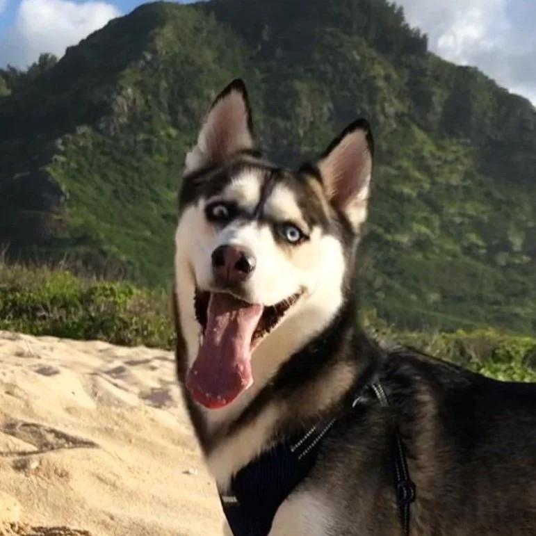 Zeik, Julianne's husky
