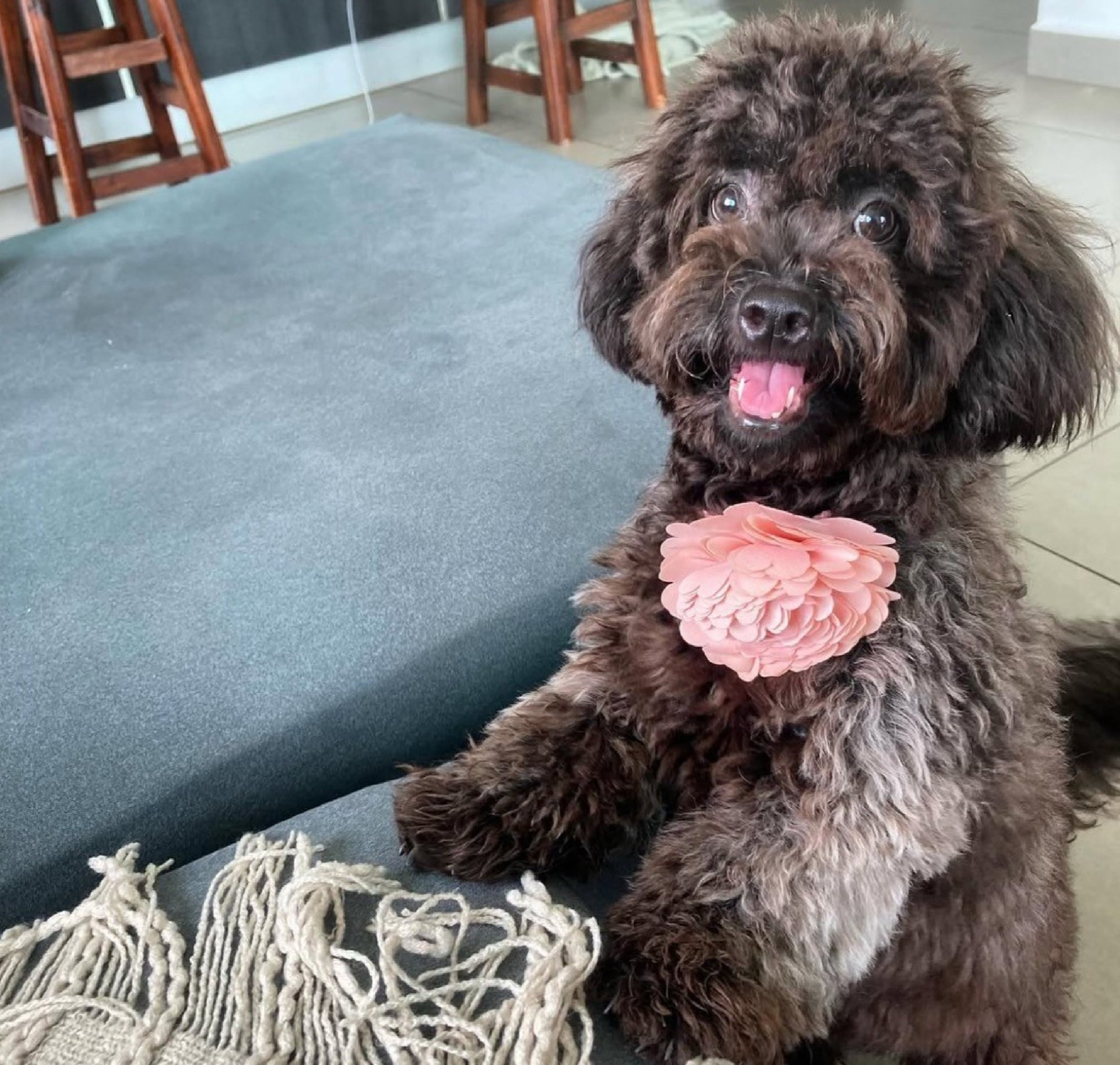 Kiki, Fernanda's poodle