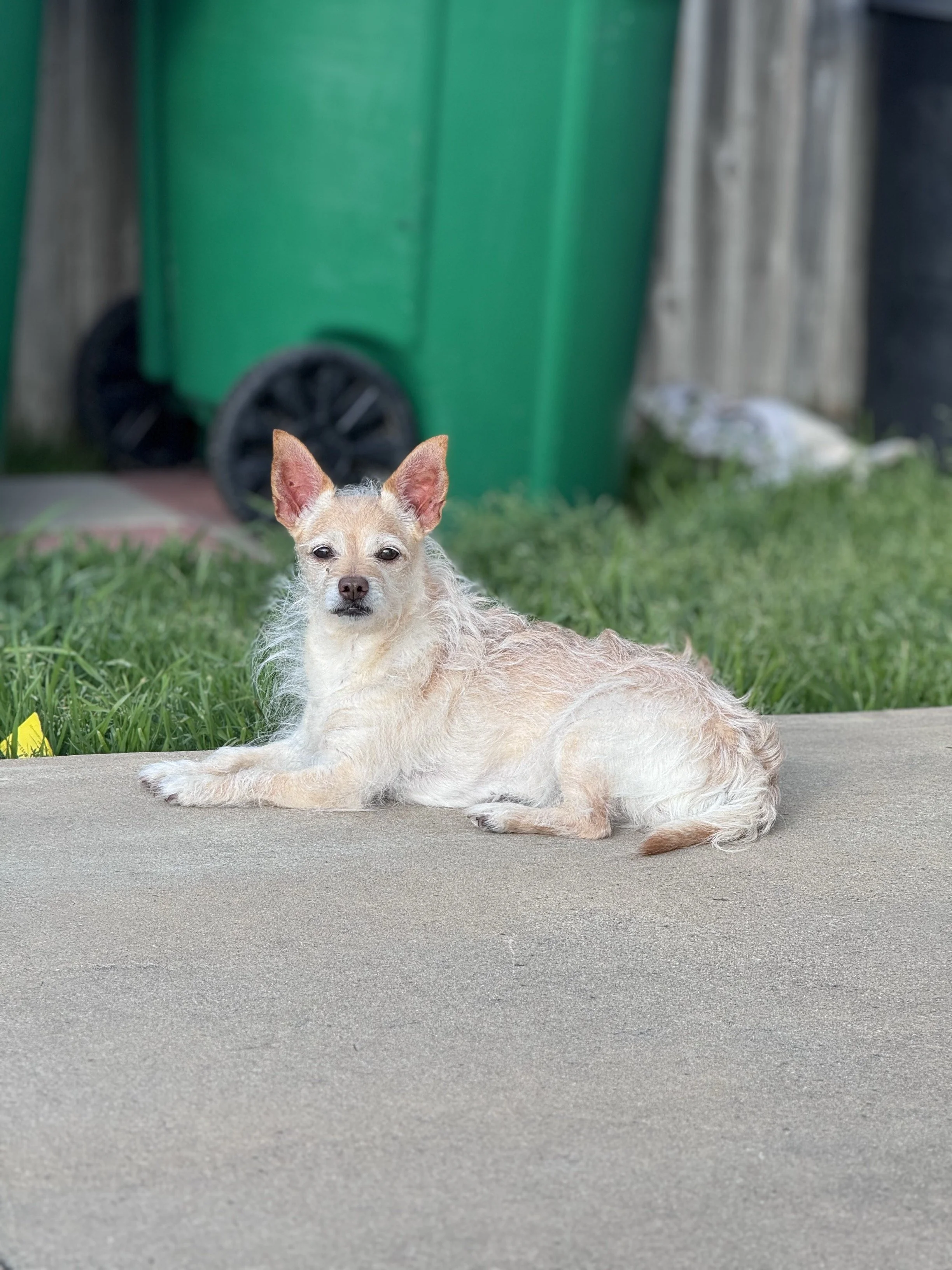 Daisy, Ryan's dog