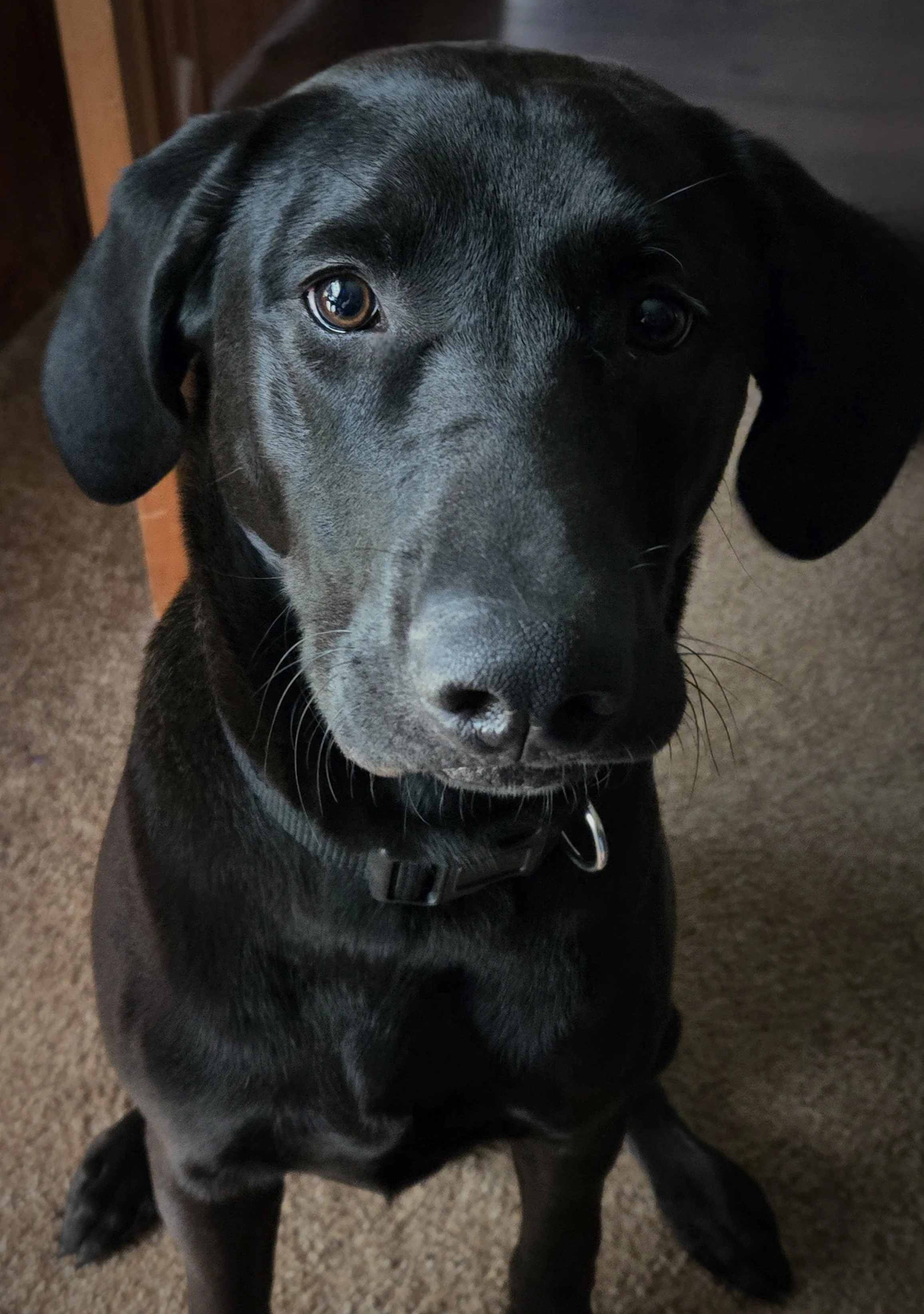 Tucker, Tristan's Labrador